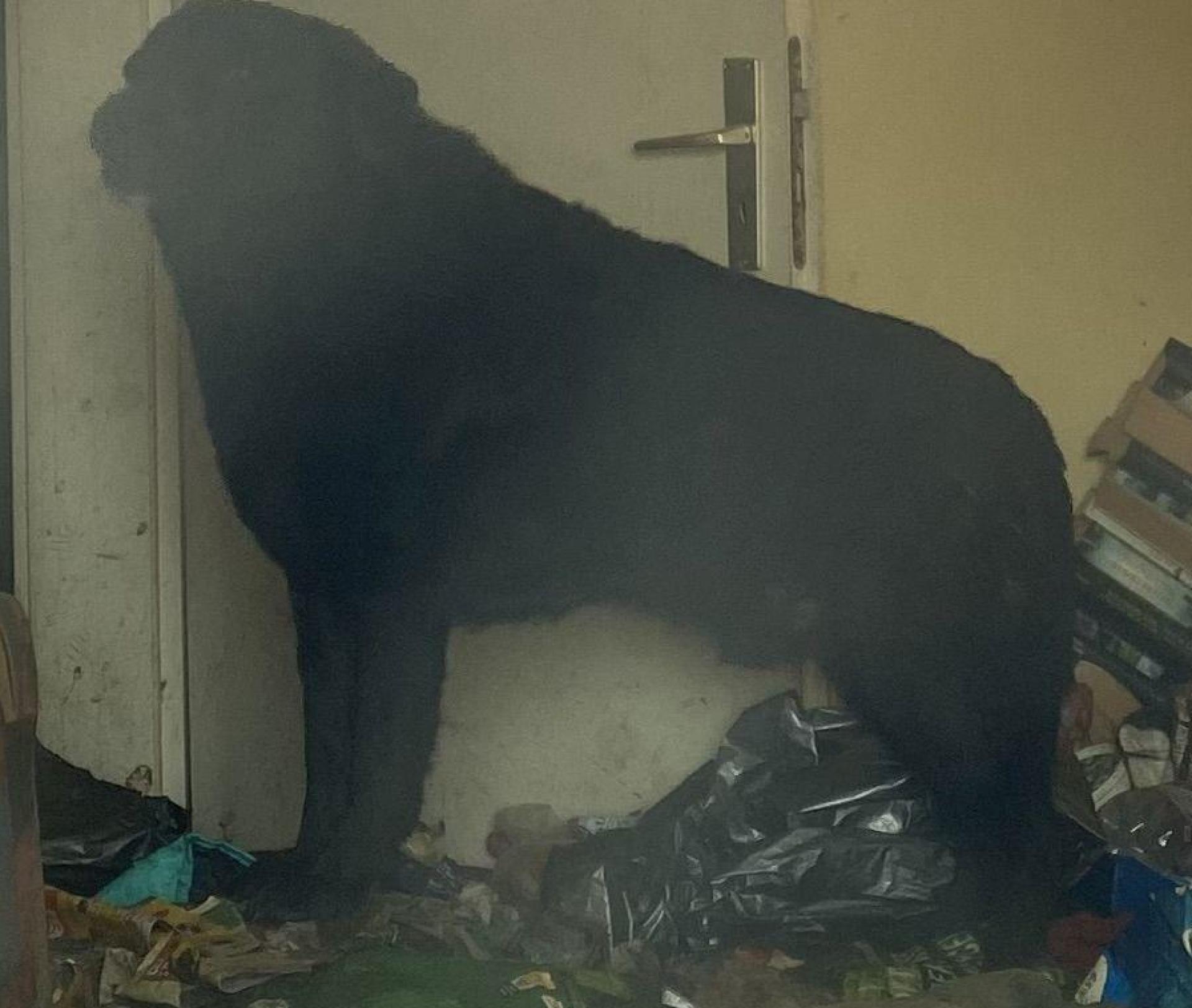 Ein Hund musste zwischen Müll in einem Messi-Haushalt leben. Das Tier befindet sich mittlerweile im Weidener Tierheim. (Bild: © PETA Deutschland e.V.  )