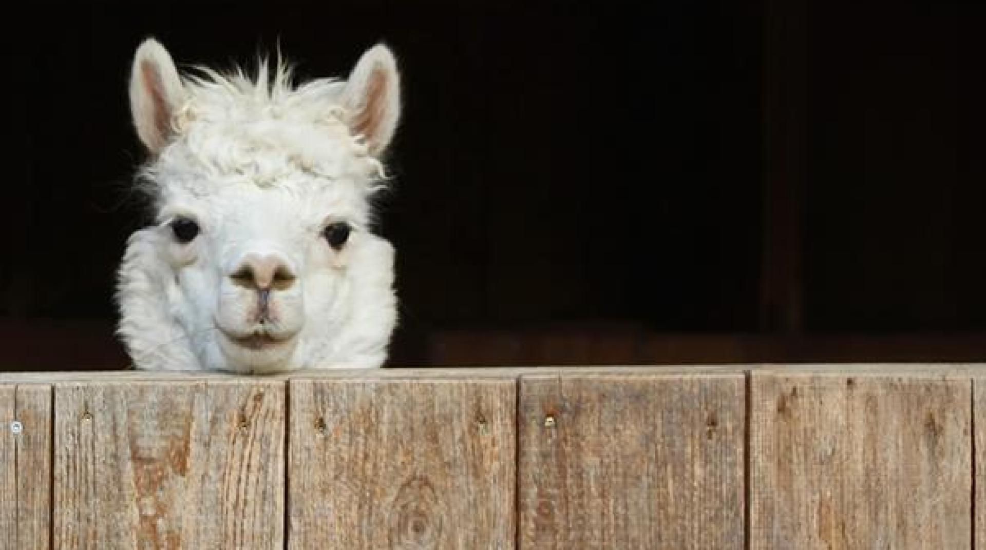 Mit ihren großen Kulleraugen erwärmen Alpakas jedes Herz. (Bild: Evi Wagner)