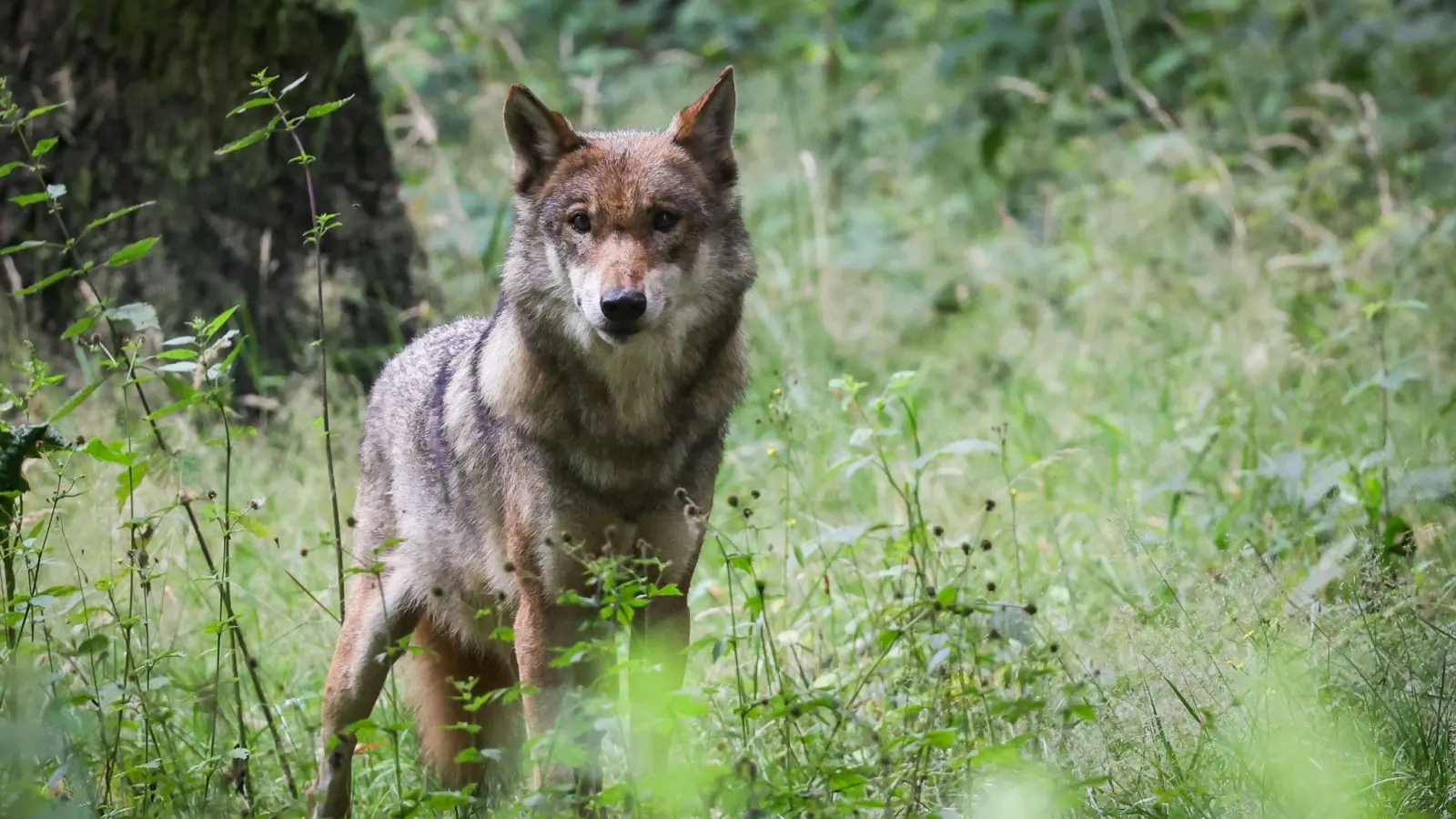 Ein im Dezember 2025 bei einem Wildunfall im Landkreis Neustadt/WN getötetes Tier wurde als ein Wolf identifiziert. (Symbolbild: Christian Charisius/dpa)