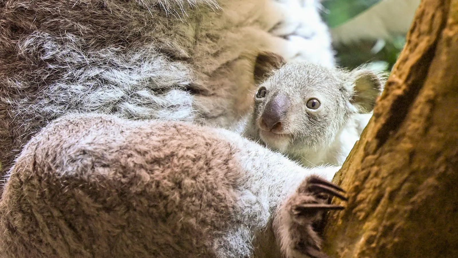 Ein kleines Koala-Jungtier wächst im Zoo Leipzig heran.  (Bild: Jennifer Brückner/dpa)