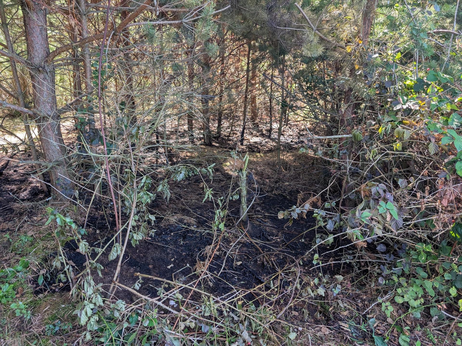 Verbranntes Unterholz kennzeichnet die Stelle des Feuers vom Sonntagabend an den Dießfurter Seen.  (Bild: Andreas Eckert)