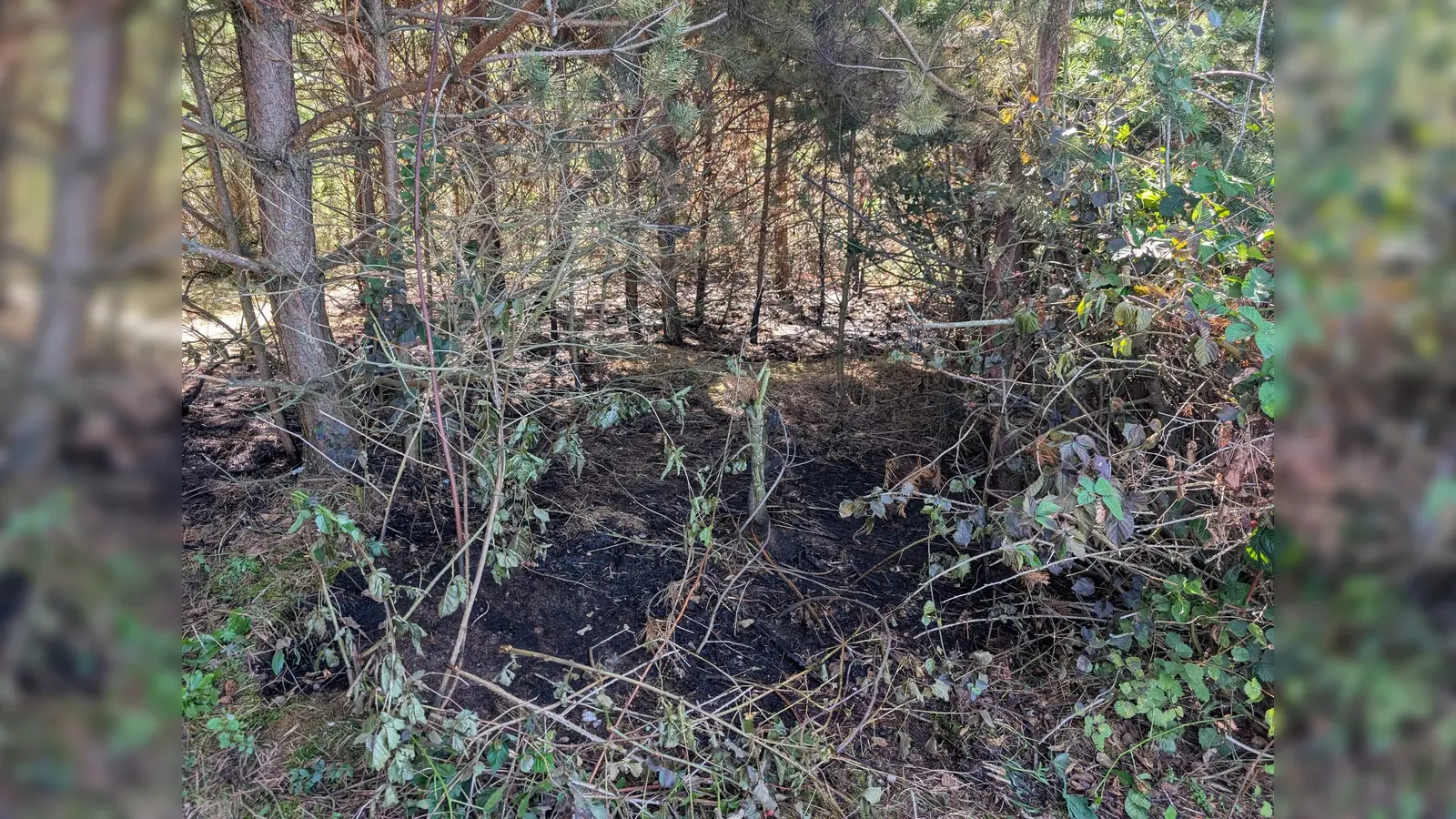 Verbranntes Unterholz kennzeichnet die Stelle des Feuers vom Sonntagabend an den Dießfurter Seen.  (Bild: Andreas Eckert)