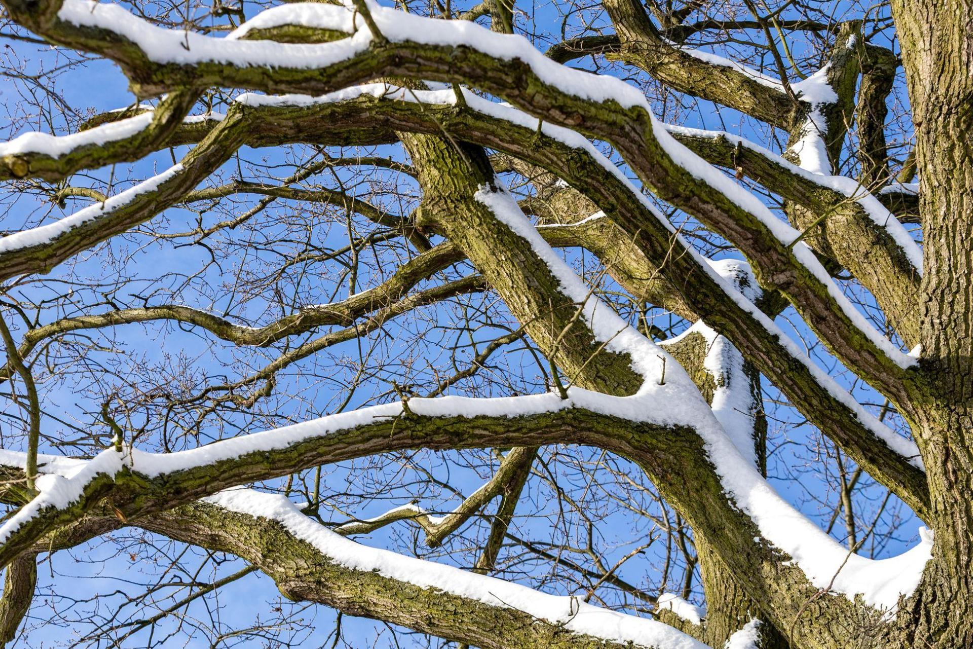 In Nürnberg ist eine Frau von einem Ast tödlich getroffen worden. Unklar war noch, ob dieser wegen des Schneefalls abbrach. (Symbolbild) (Bild: Frank Hammerschmidt/dpa)