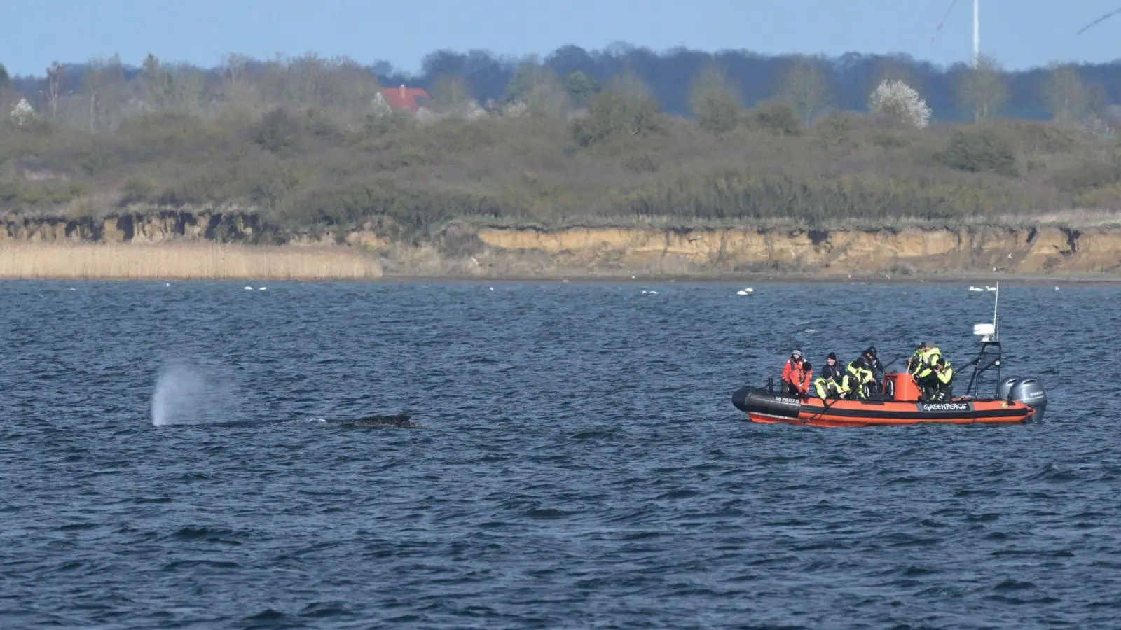 Buckelwal wurde erneut gesichtet.  (Bild: Stefan Sauer/dpa)