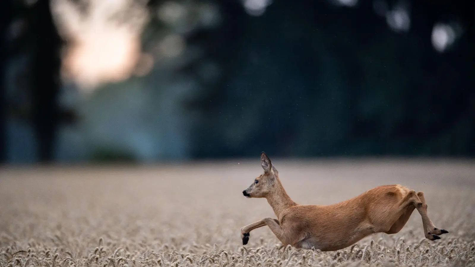 Ein totes Reh sorgt für Rätselraten in Störnstein: Wer hat es geschossen? Die Polizei sucht nun nach Hinweisen.  (Symbolbild: Lino Mirgeler/dpa)