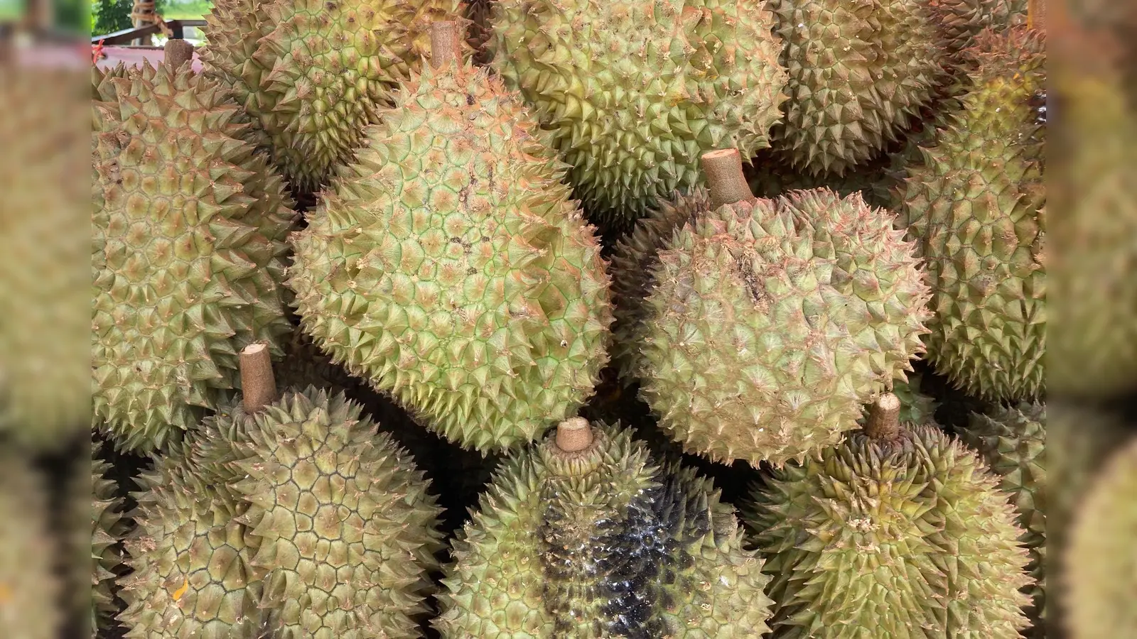 Wie ein Mix aus Klohäuschen und Sportsocke soll die auch Stinkfrucht genannte Durian riechen. In ihrer Heimat Südostasien gilt sie als Königin unter den Früchten. In Weiden sorgte die Vitaminbombe für einen Feuerwehreinsatz.  (Symbolbild: Carola Frentzen/dpa)