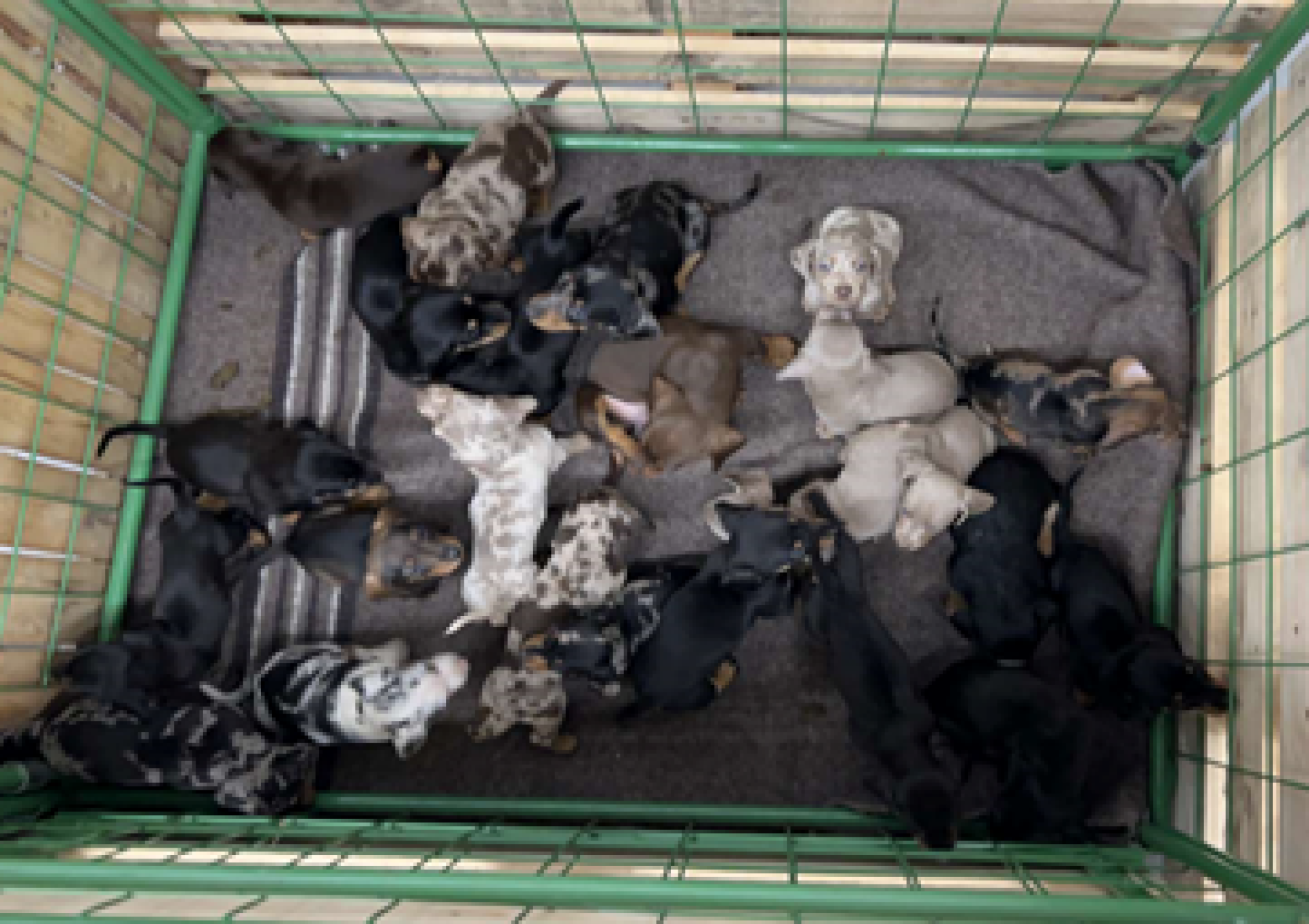 24 Hundewelpen entdeckte die Grenzpolizei Waidhaus bei einer Pkw-Kontrolle auf der A 6. (Bild: Grenzpolizeiinspektion Waidhaus)