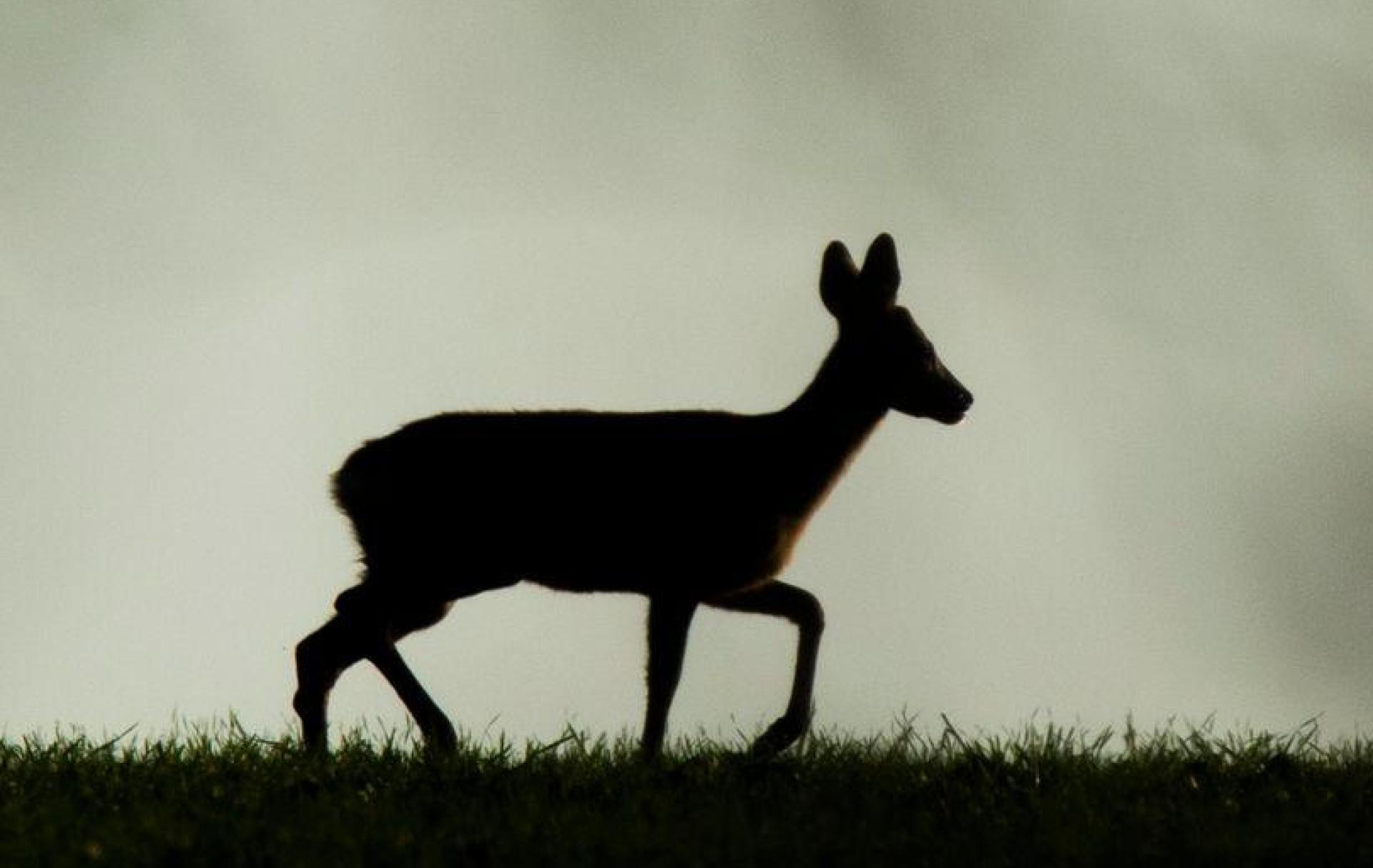 Die Rehe wurden offenbar unter anderem mit einem Pfeil getötet. (Archivbild) (Bild: Julian Stratenschulte/dpa)