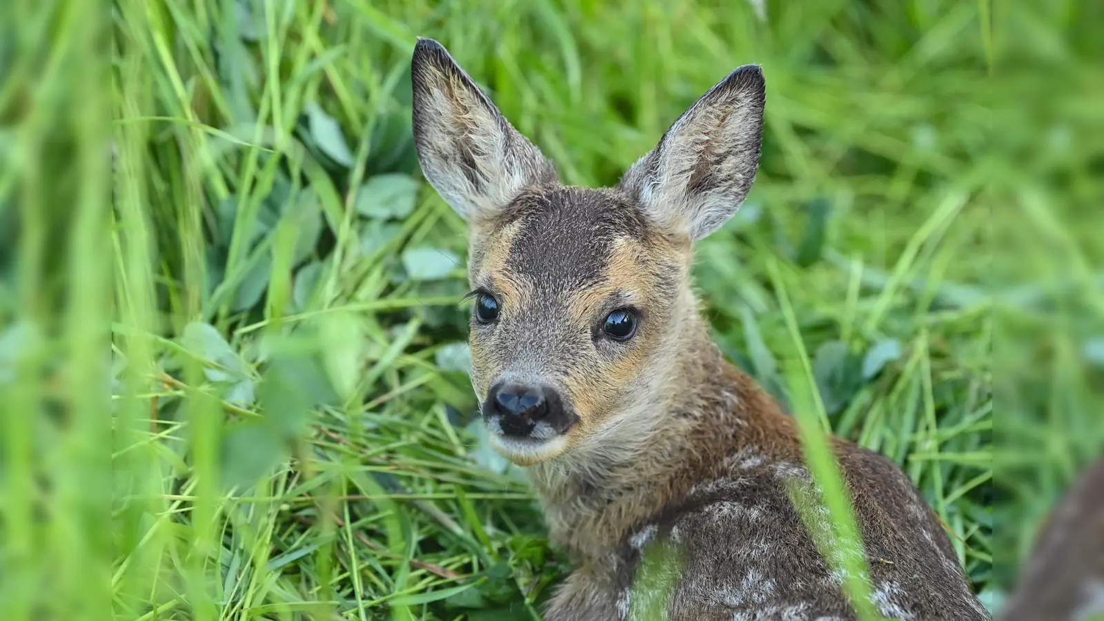 In einem Waldstück bei Grafenried wurde ein Rehkitz ohne Kopf gefunden. Die Polizei ermittelt wegen Jagdwilderei. (Symbolbild: Patrick Pleul)