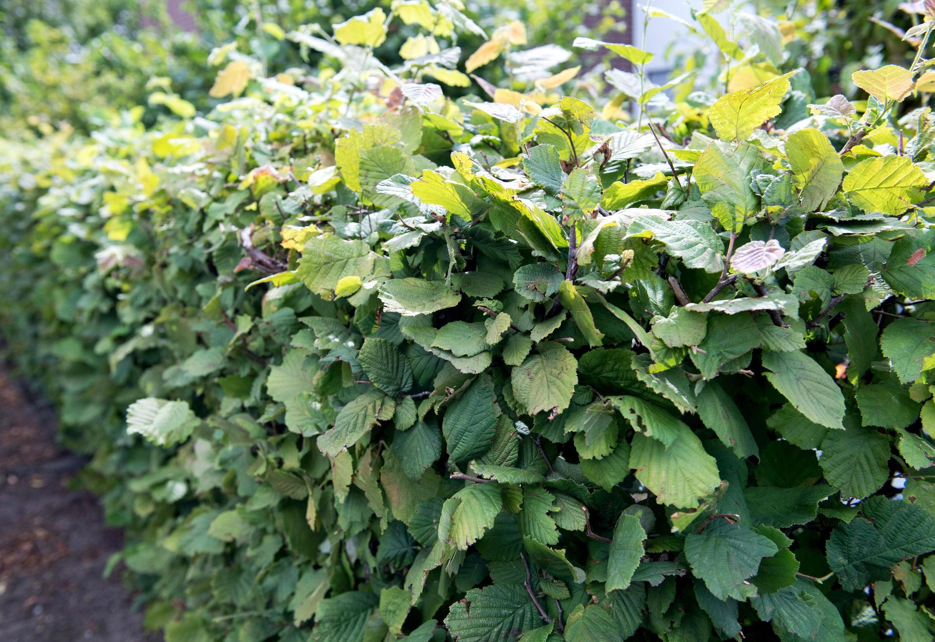In Parkstein ist beim Schneiden einer Hecke ein Brand ausgebrochen. (Symbolbild: Andrea Warnecke)