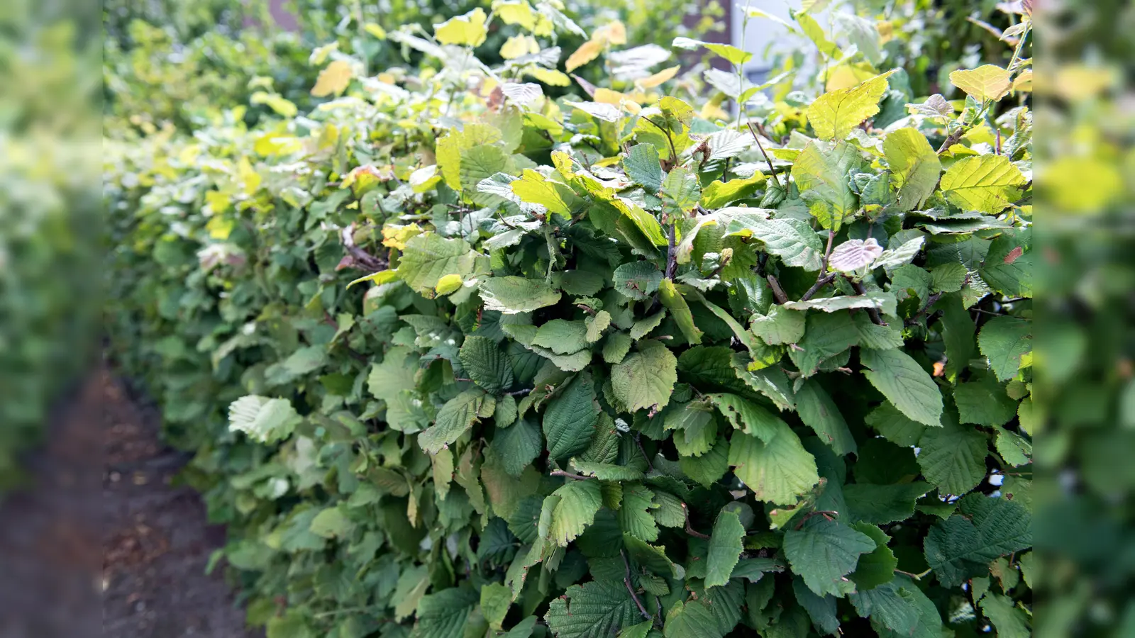 In Parkstein ist beim Schneiden einer Hecke ein Brand ausgebrochen. (Symbolbild: Andrea Warnecke)