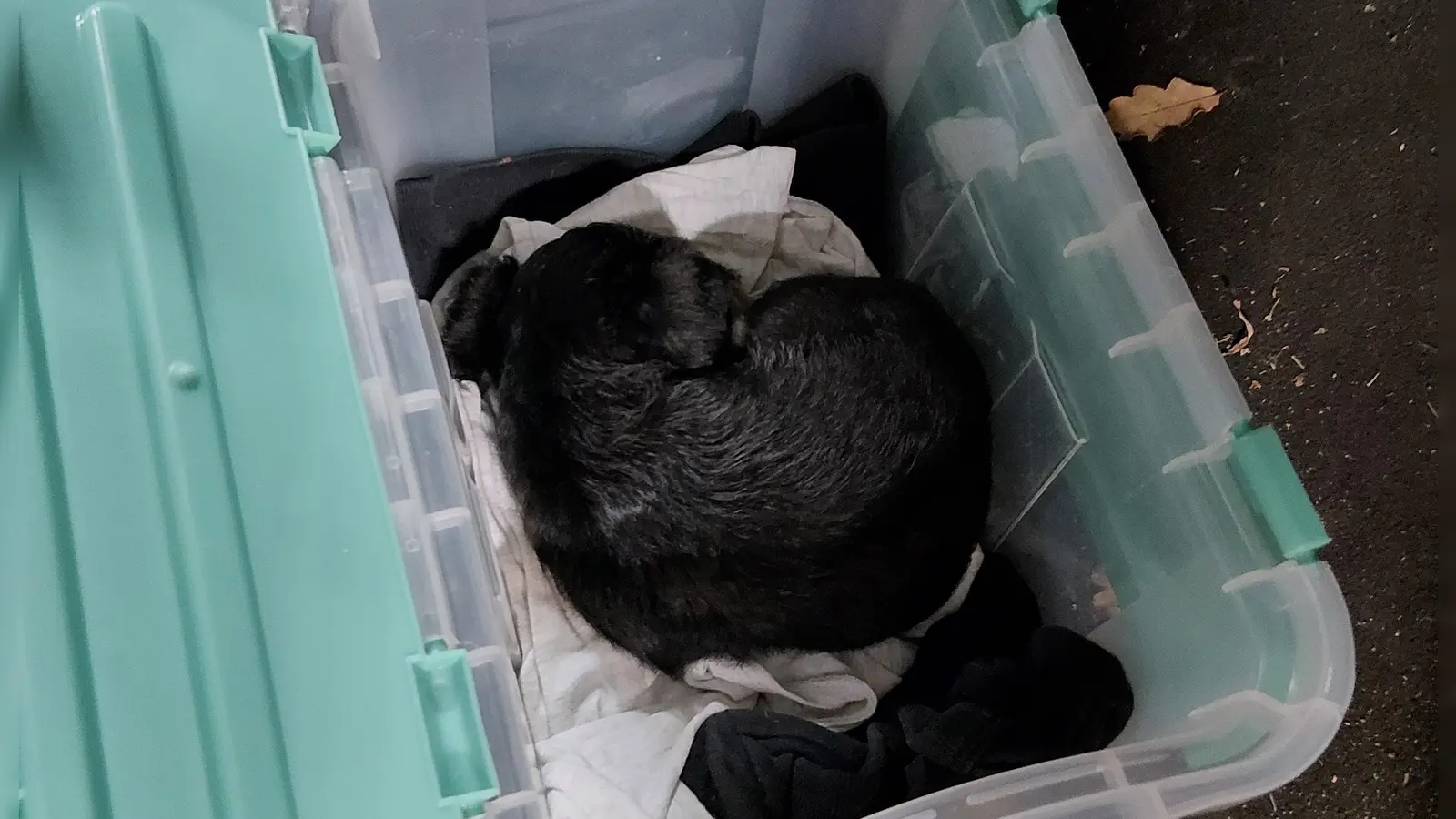 Beamte der Bundespolizei Waidhaus finden bei einer Kontrolle einen jungen Hund. (Bild: Bundespolizei)