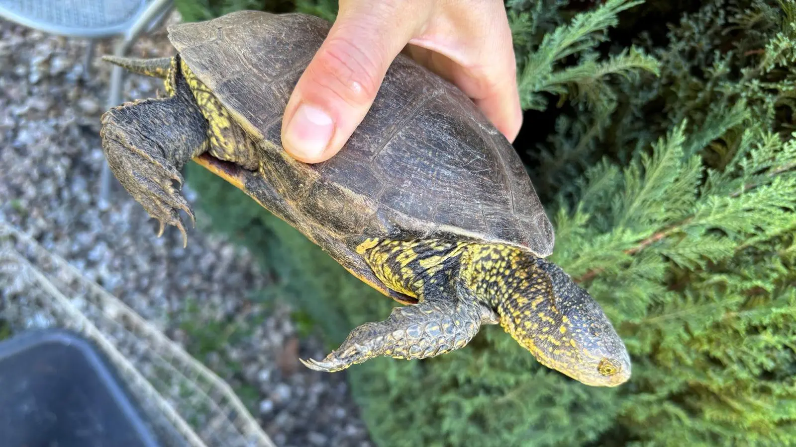 Am Rußweiher in Eschenbach ist eine Schildkröte gefunden worden. Es ist eine Europäische Sumpfschildkröte. Höchstwahrscheinlich hatte jemand das Tier ausgesetzt. (Bild: Stadt Eschenbach)