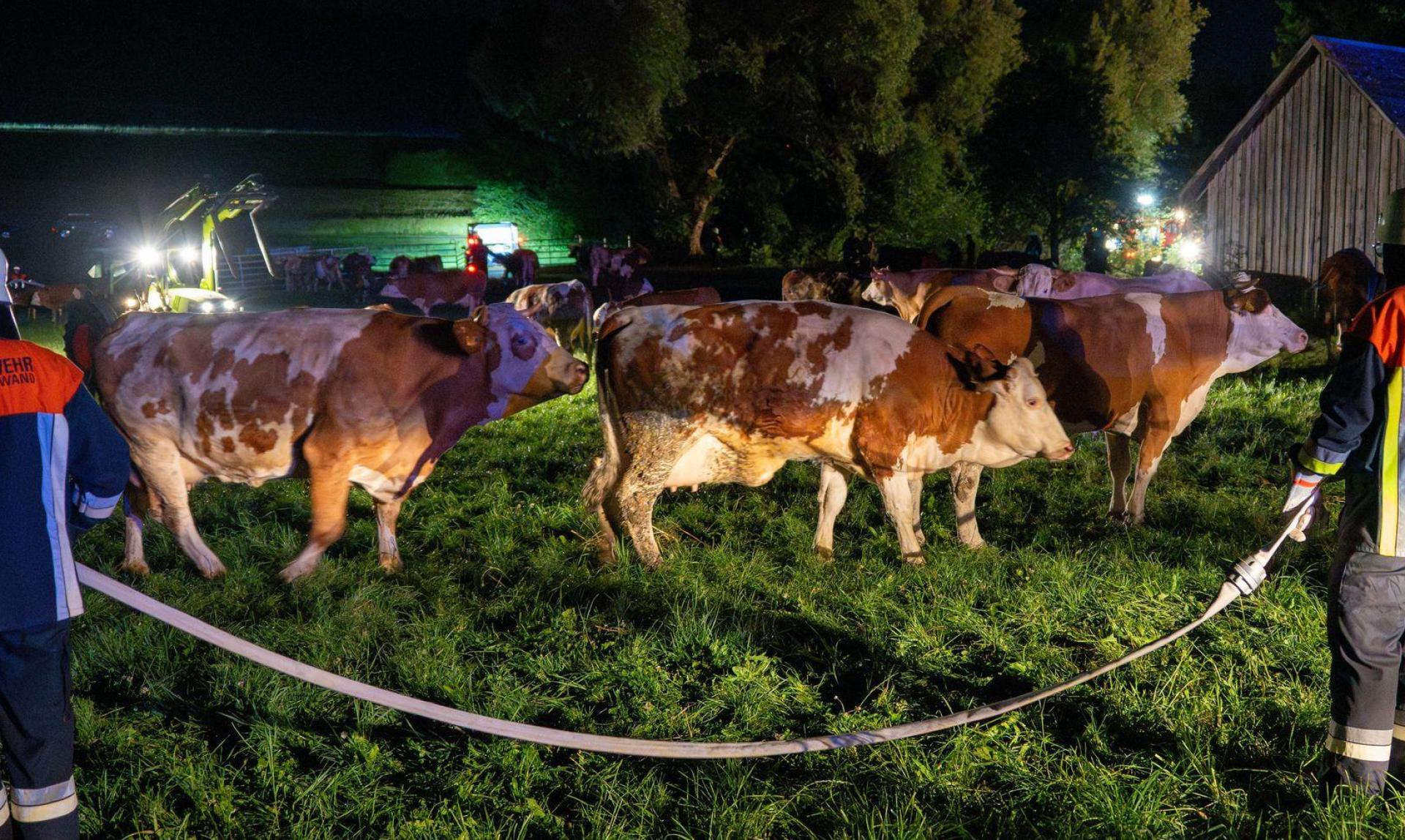 Rund 100 Kühe wurden aus den Stallungen gerettet. (Bild: Lars Haubner/News5/dpa)