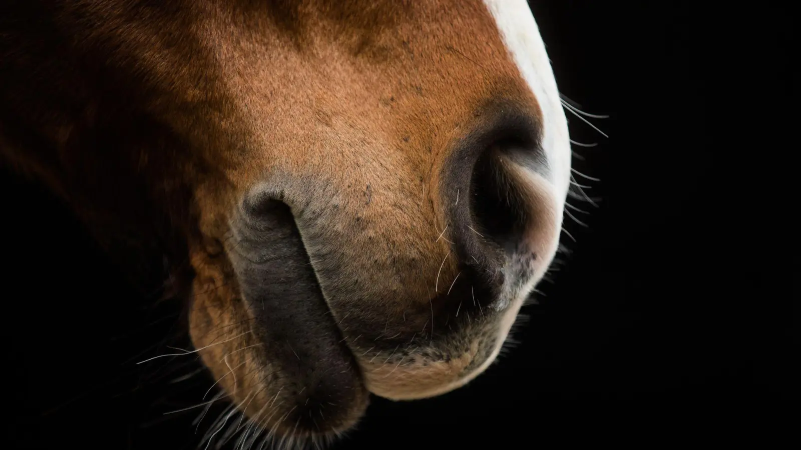 Das Pferd trat in ein Loch und stürzte. (Symbolbild) (Bild: Rolf Vennenbernd/dpa)