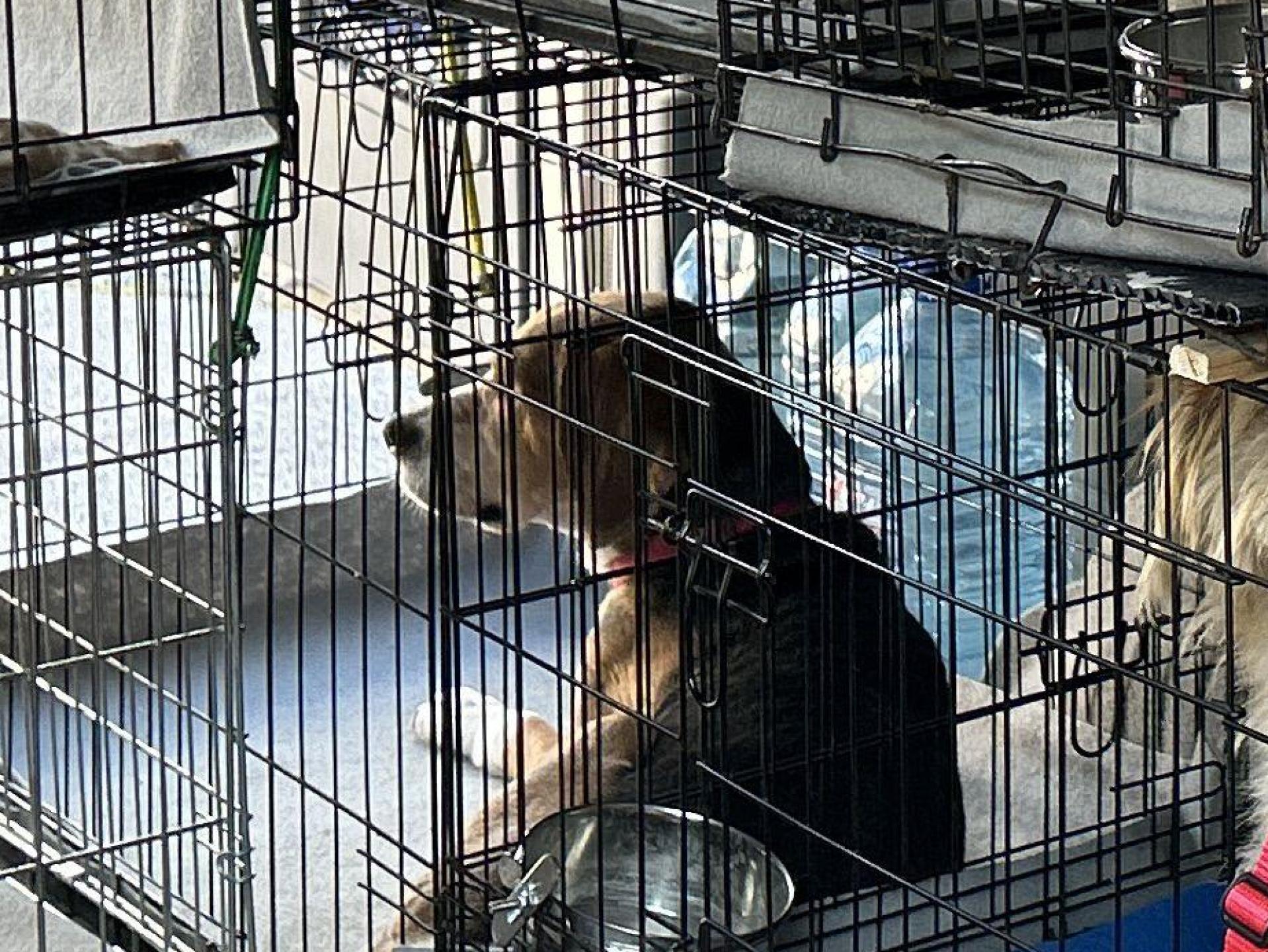 Die sieben Hunde in Käfigen im Fahrzeug (Bild: Polizeiinspektion Furth im Wald)