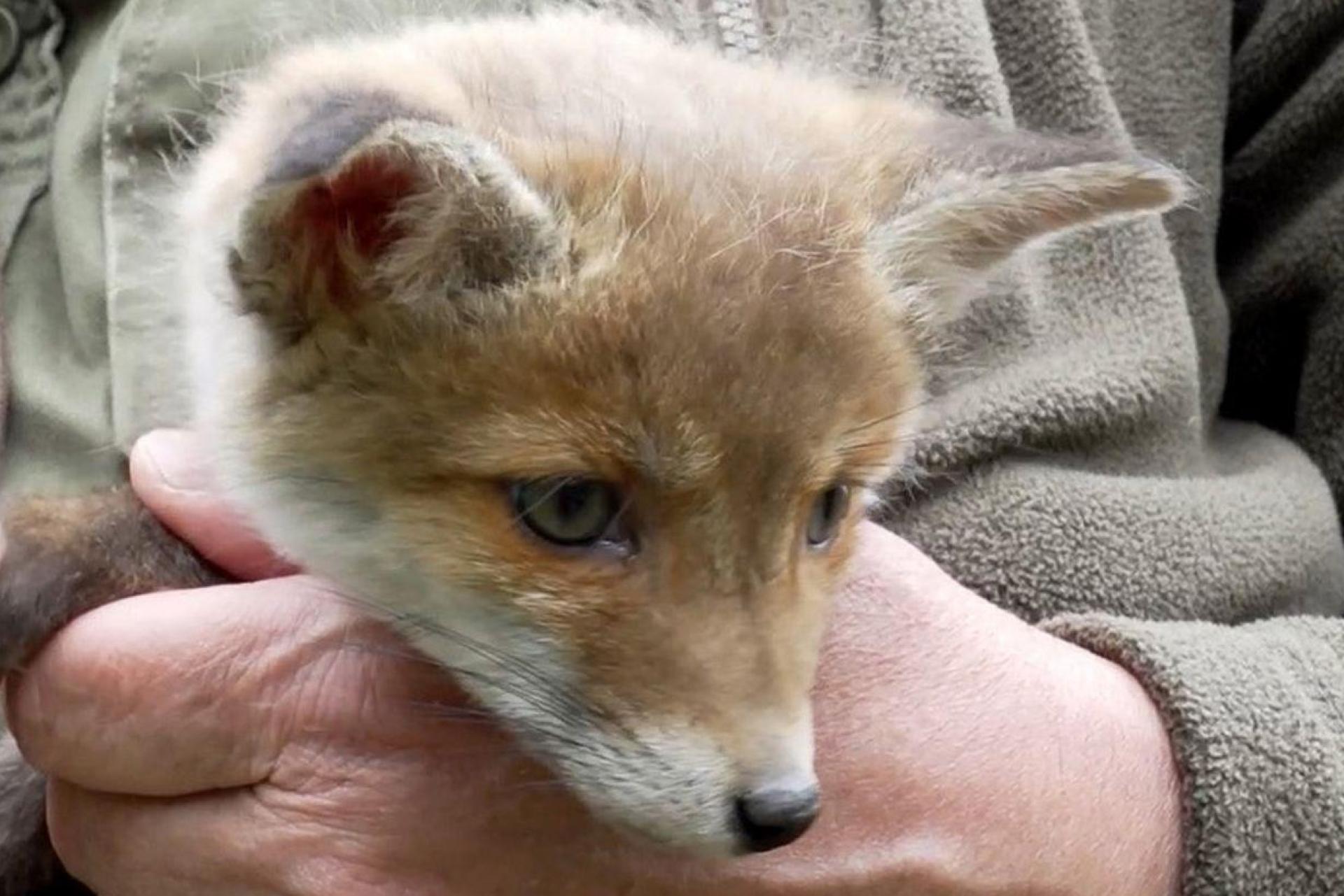 Vermutlich noch jünger als dieser fünf Wochen alte Fuchs war der Fuchswelpe, den eine Spaziergängerin bei Pirk entdeckt hat. (Symbolbild: Julius-Christian Schreiner/dpa)