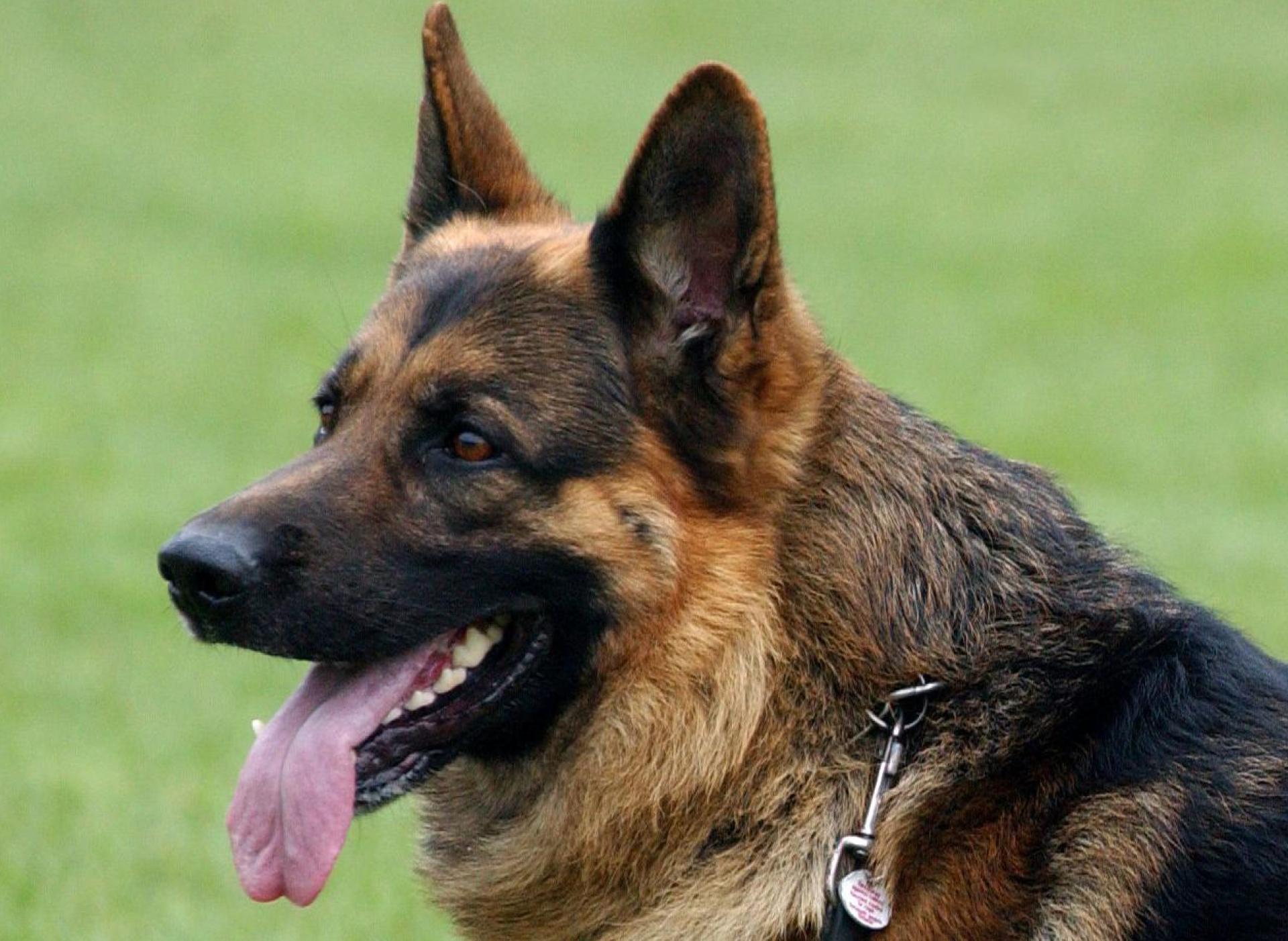 Ein Hund war am Samstagvormittag frei laufend auf der A93 unterwegs. (Symbolbild: Patrick Pleul/dpa)