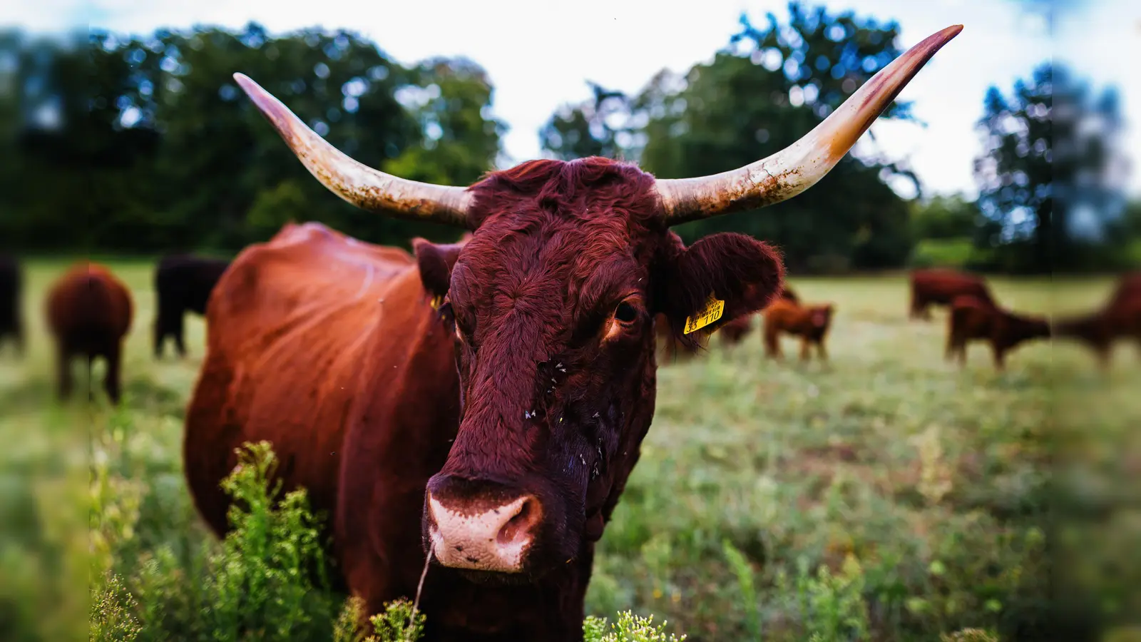 Auf einer Weide in Zeinried ist eine Frau verletzt worden: Sie wollte ein Kälbchen füttern. (Bild: Philipp von Ditfurth)