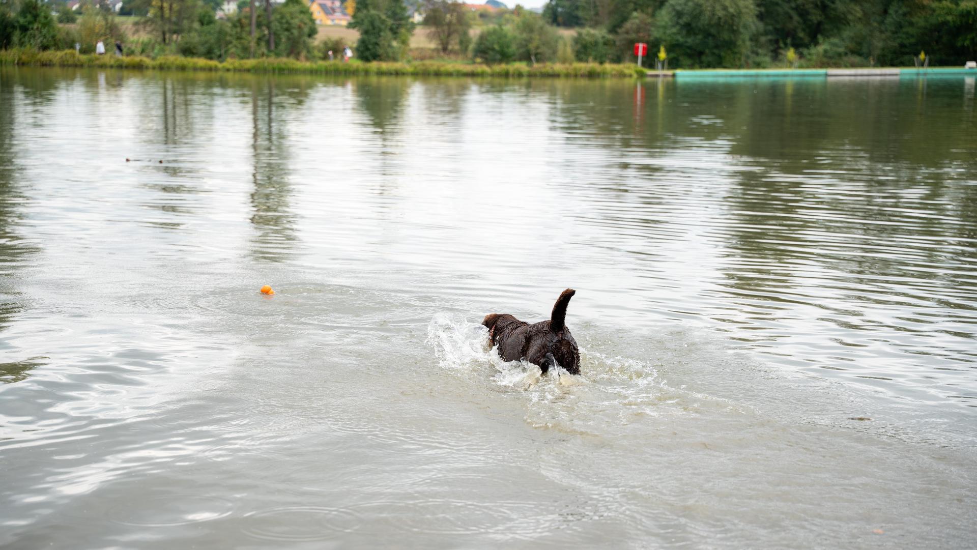 Beim Hundeschwimmen im Schätzlerbad in Weiden hatten die Vierbeiner ihren Spaß. (Bild: Marina Gube)