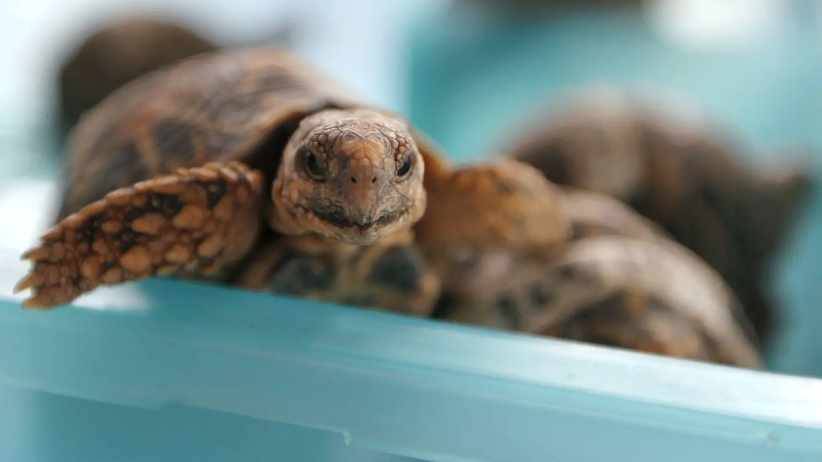 Indische Sternschildkröten sind in Asien wegen ihrer auffälligen Panzerzeichnung sehr beliebt. (Archivbild: picture alliance / dpa)