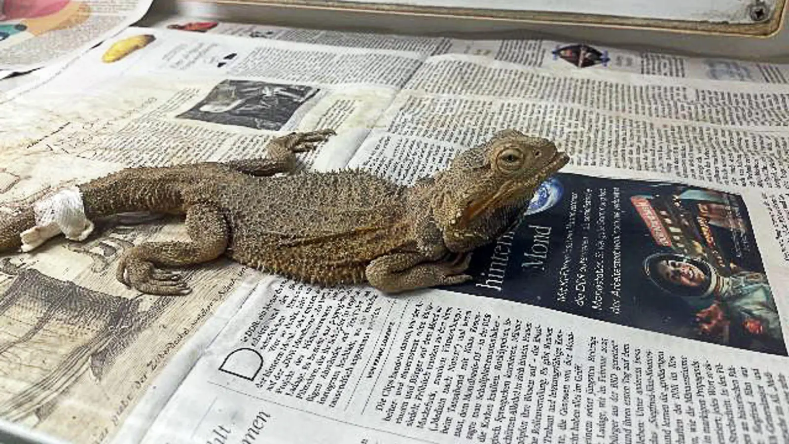 Die Bartagame wurde zusammen mit einem Artgenossen auf einem Parkplatz gefunden – in schlechter Verfassung.  (Bild: -/Auffangstation für Reptilien München e.V. /dpa)