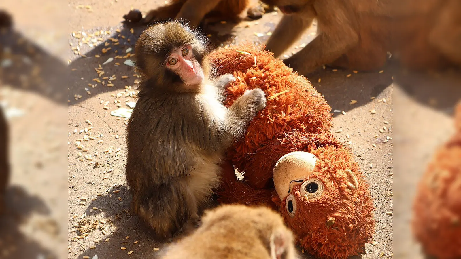 Der Affe Punch in Japan bewegt mit seinem Stoffaffen die Menschen weltweit. (Bild: -/@ichikawa_zoo/dpa)