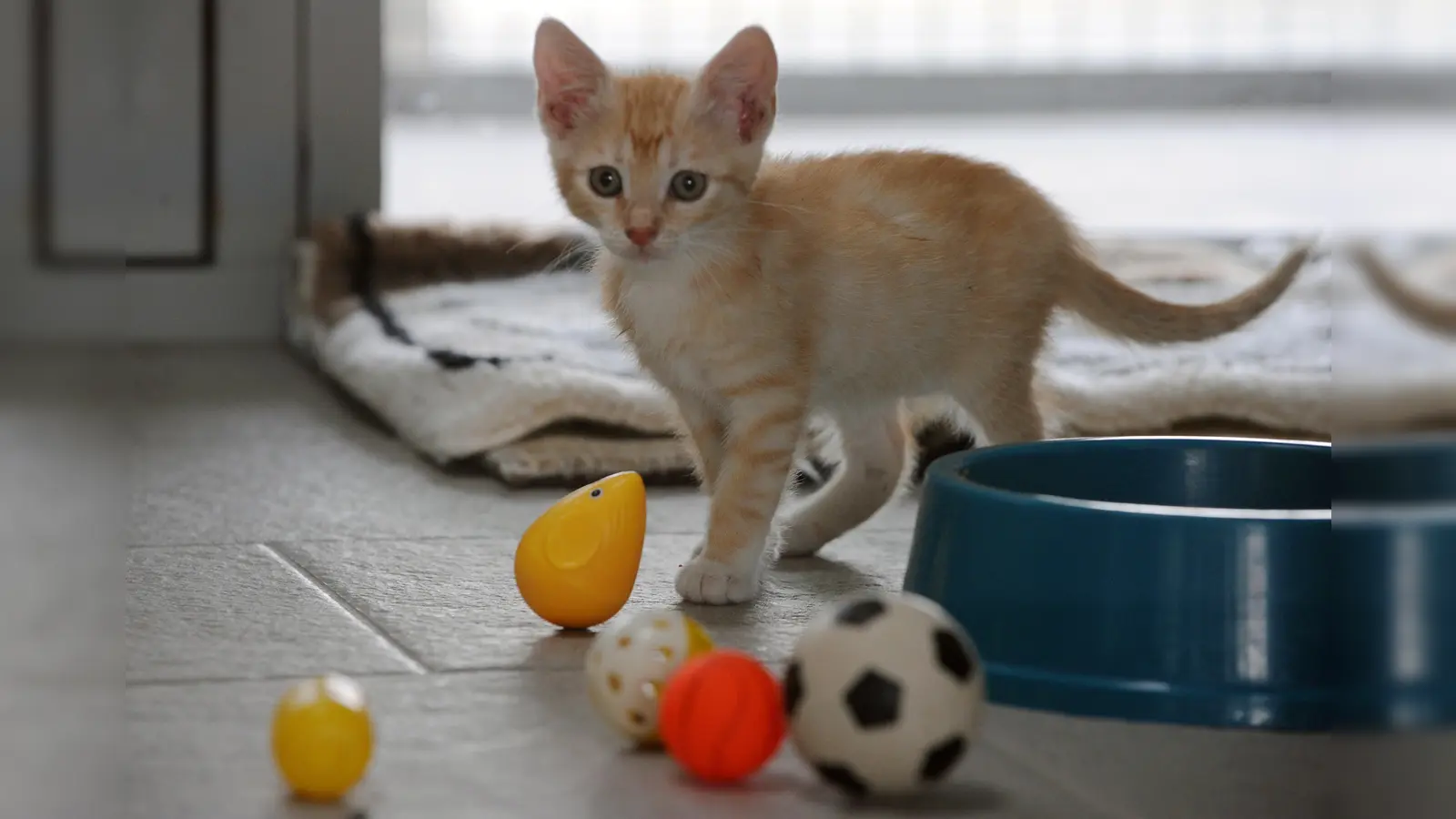 Drei Katzenbabys wurden offenbar aus einem fahrenden Auto geworfen. Eines verendete, zwei wurden schwer verletzt.  (Symbolbild: Soeren Stache/dpa)