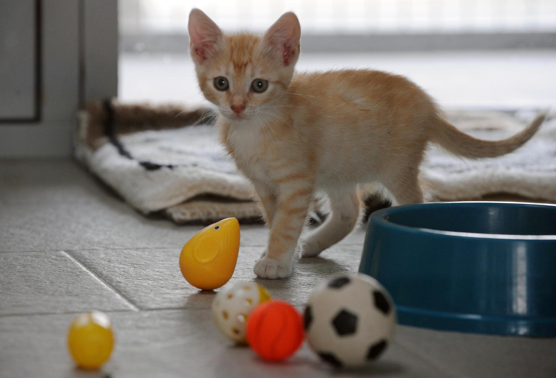Drei Katzenbabys wurden offenbar aus einem fahrenden Auto geworfen. Eines verendete, zwei wurden schwer verletzt.  (Symbolbild: Soeren Stache/dpa)
