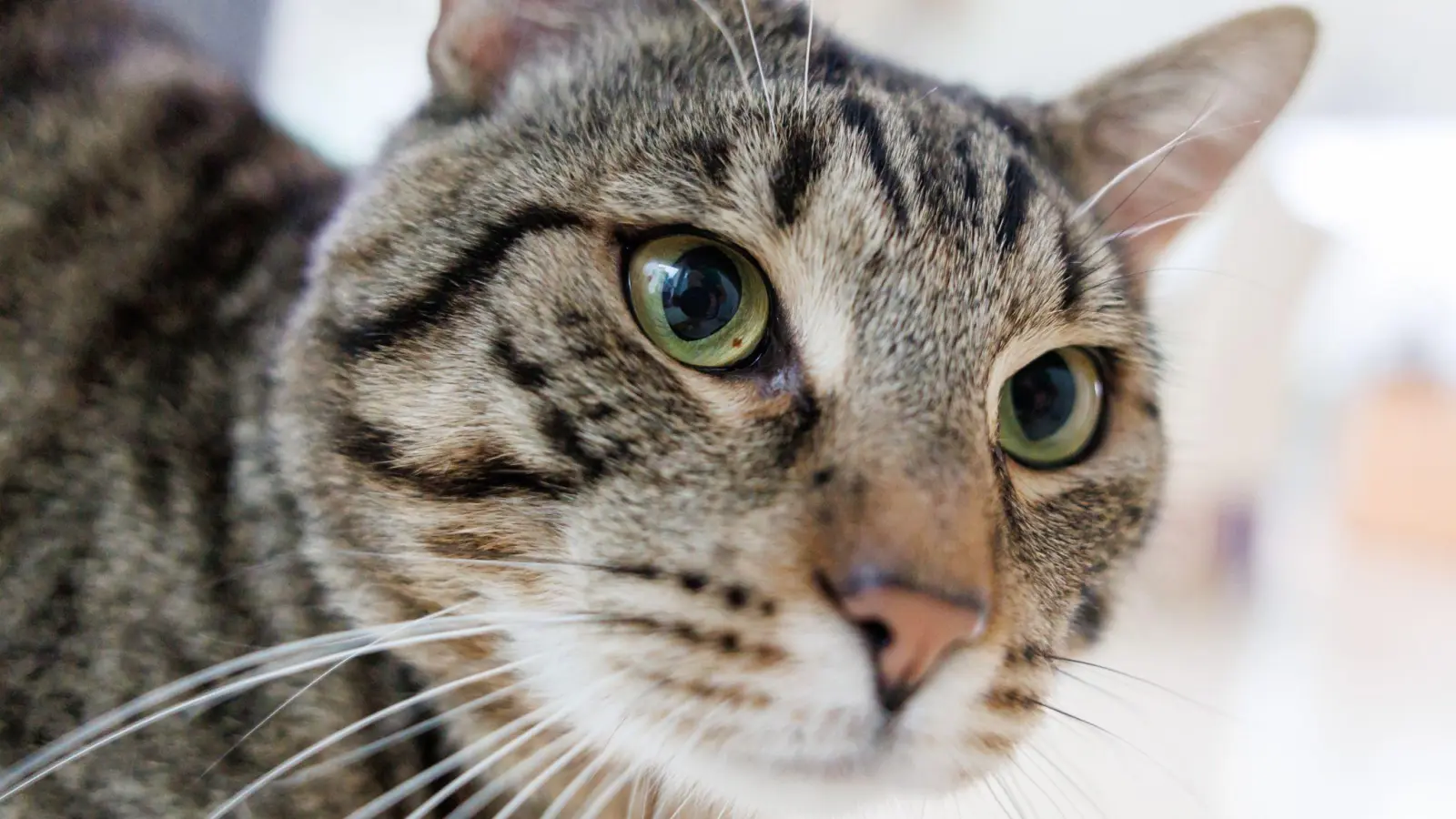In Eschenbach wurde eine Katze von einem unbekannten Fahrer angefahren. Die Polizei ermittelt und sucht Zeugen. (Symbolbild: Daniel Karmann/dpa)