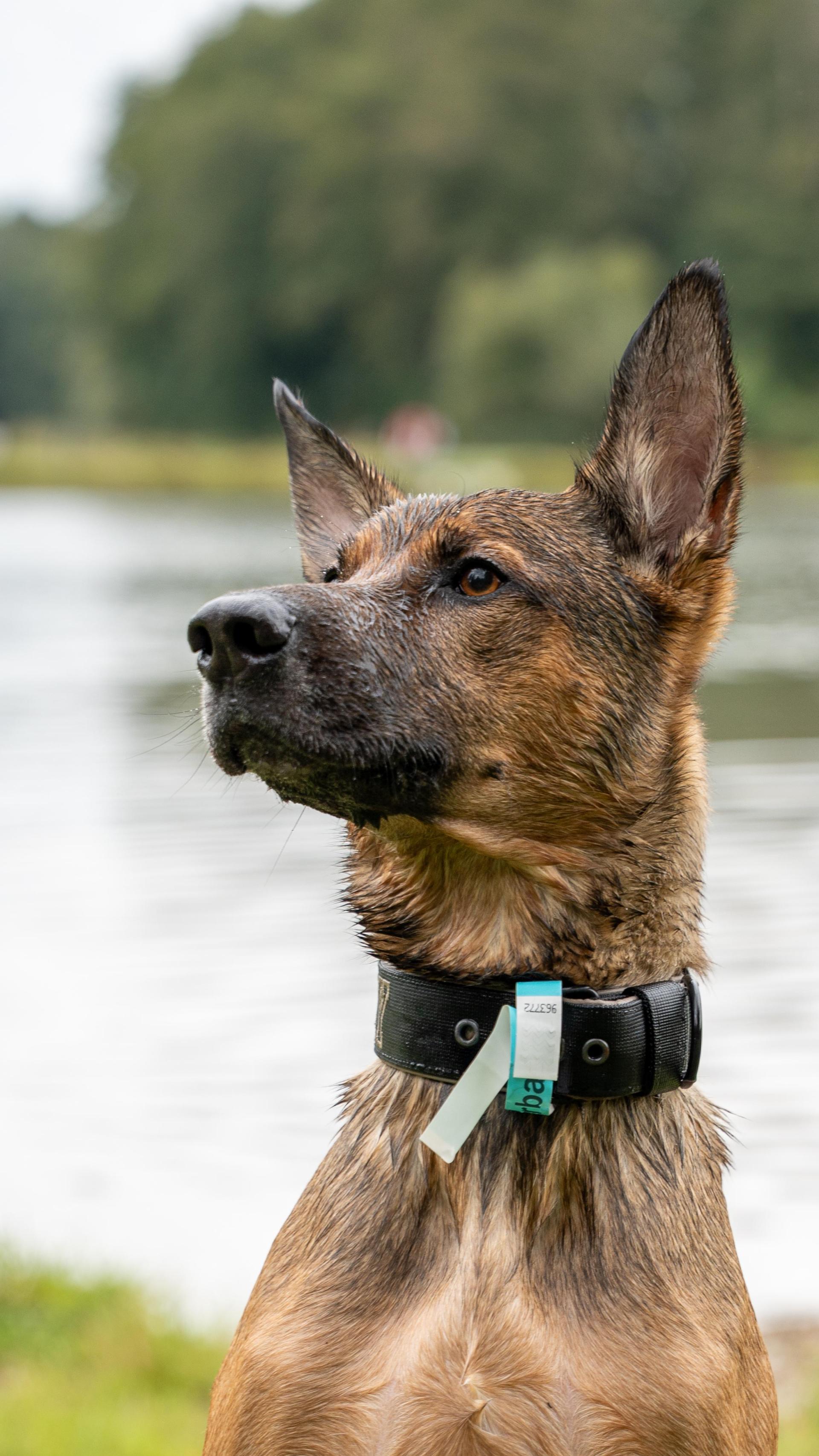 Beim Hundeschwimmen im Schätzlerbad in Weiden hatten die Vierbeiner ihren Spaß. (Bild: Marina Gube)