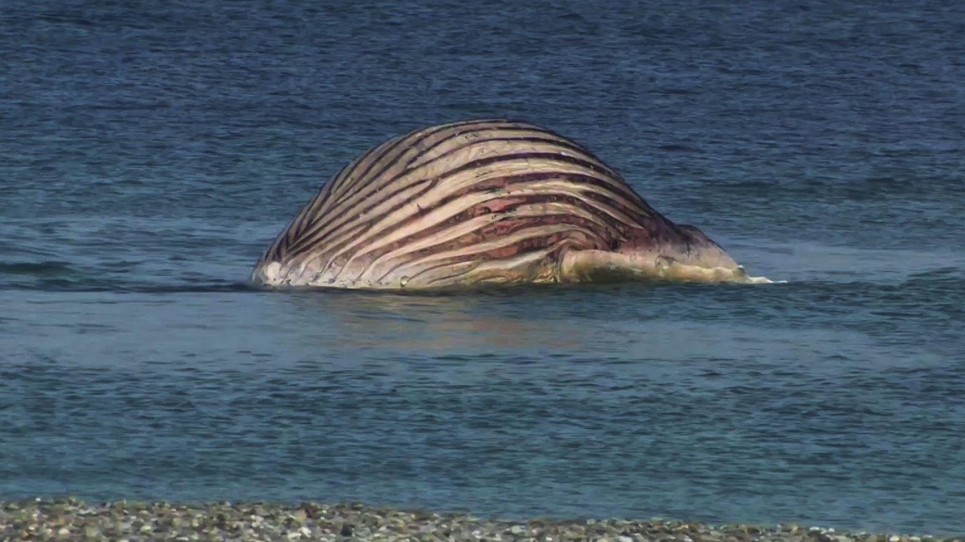 Der tote Buckelwal liegt aufgebläht vor der dänischen Insel Anholt (Bild: -/News5/dpa)