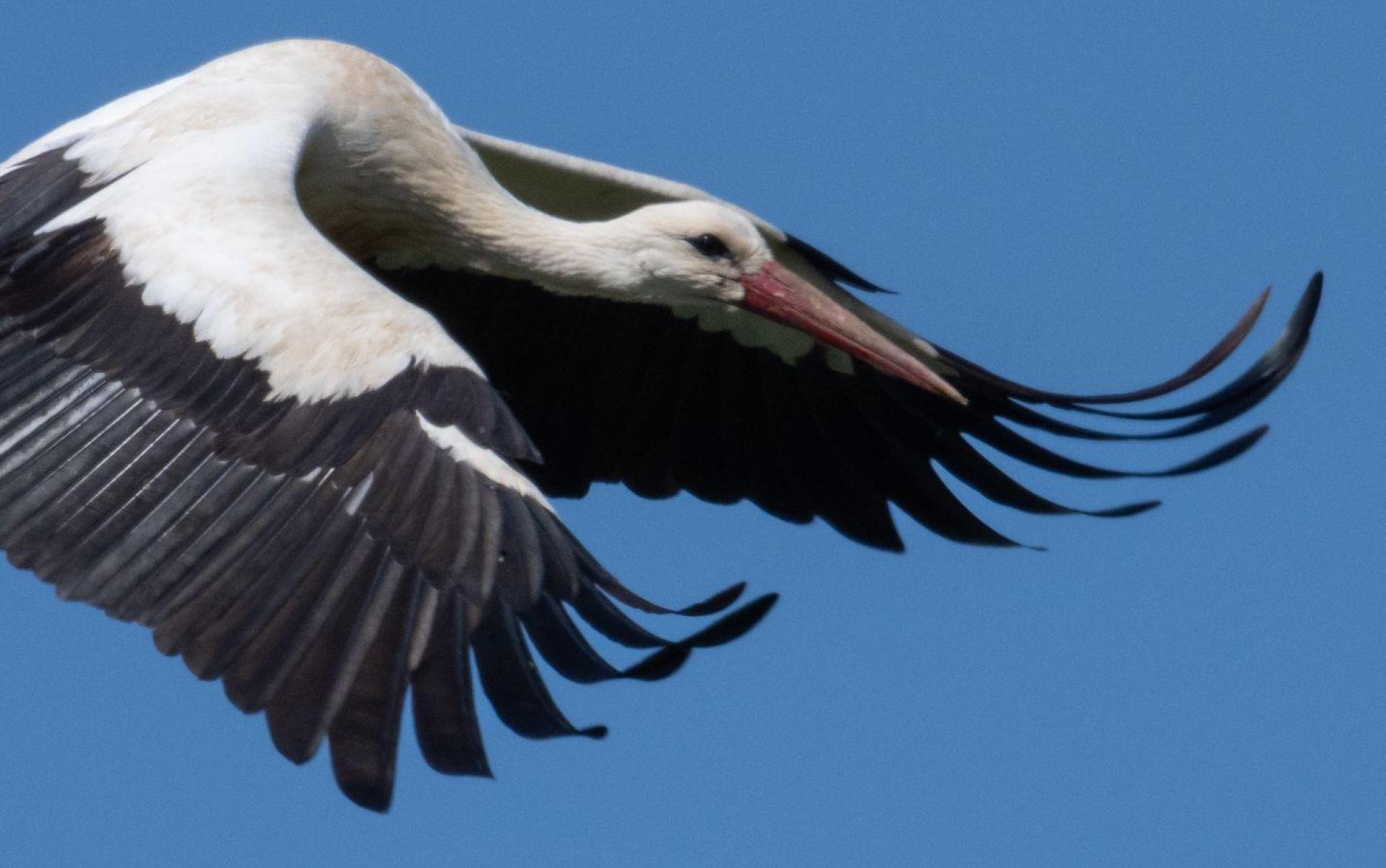 Der Vogel kam wohl mit dem Schrecken davon. (Symbolbild: Boris Roessler/dpa)