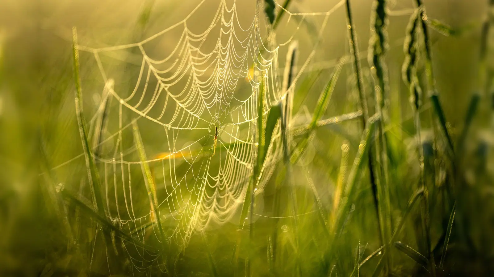 Ein 18-Jähriger hat wegen einer Spinne die Kontrolle über sein Fahrzeug verloren. (Symbolbild: Sina Schuldt/dpa)