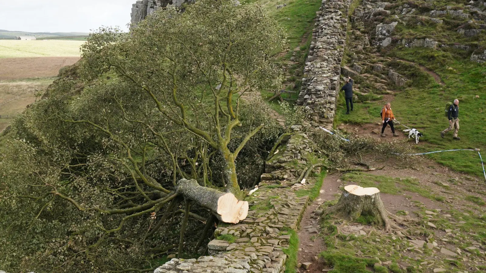 Der ikonische Baum war im September 2023 gefällt worden. (Archivbild) (Bild: Owen Humphreys/Press Association/dpa)