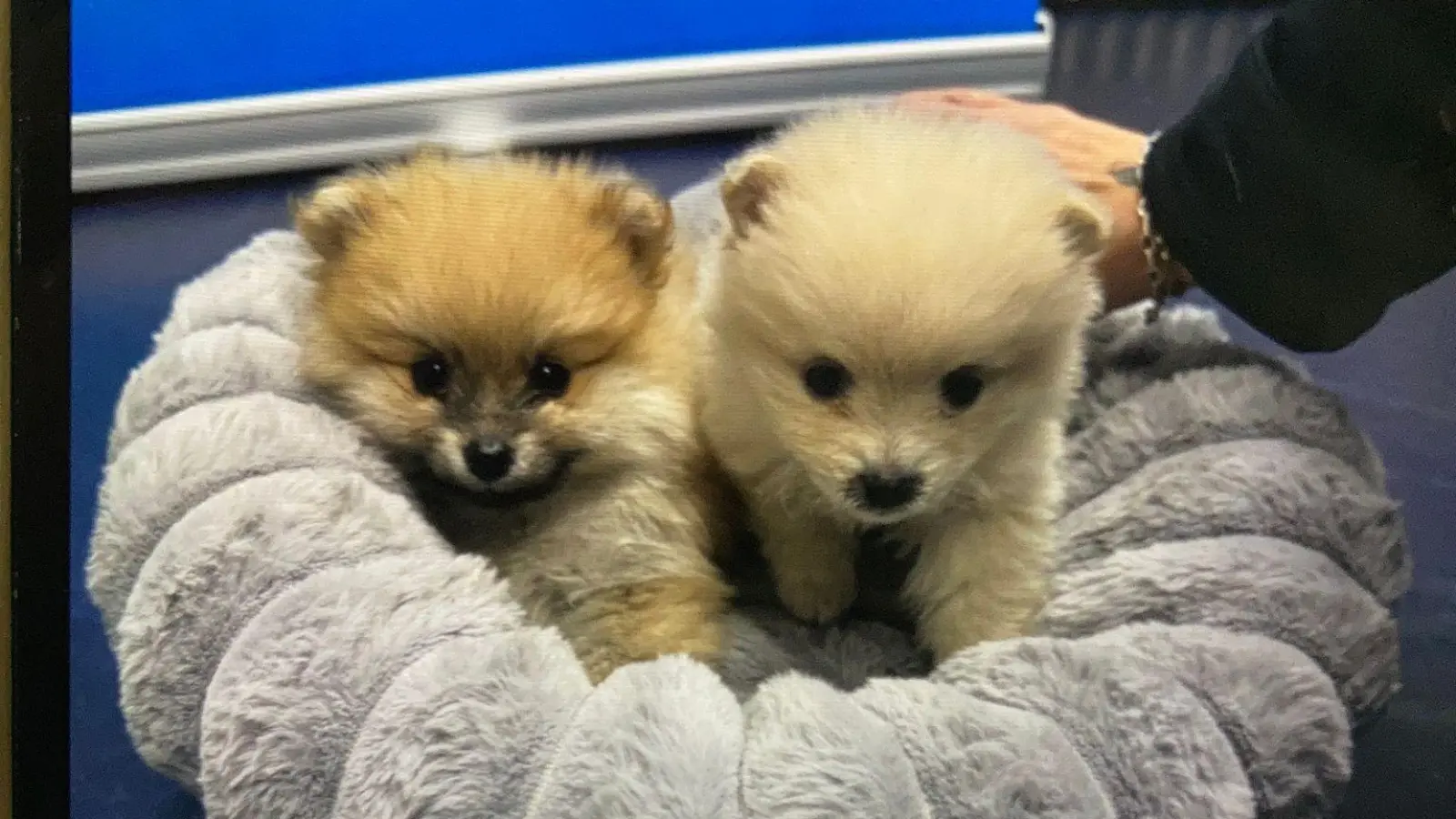 Die Polizei rettete die beiden unterkühlten Welpen.  (Bild: -/GPI Passau/dpa)