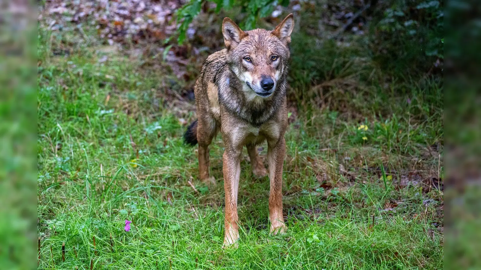Bei Pfrentsch kam ein Tier durch einen Wildunfall ums Leben. Es könnte sich um einen Wolf handeln. (Symbolbild: Armin Weigel/dpa)