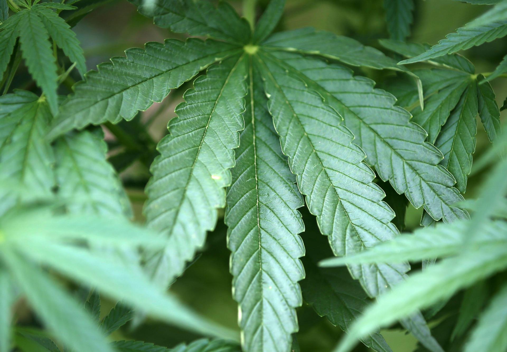 Ein Mann soll in Hof Kekse mit Cannabis gestohlen und diese dann rabiat verteidigt haben. Die Polizei ermittelt.  (Symbolbild: Oliver Berg/dpa)