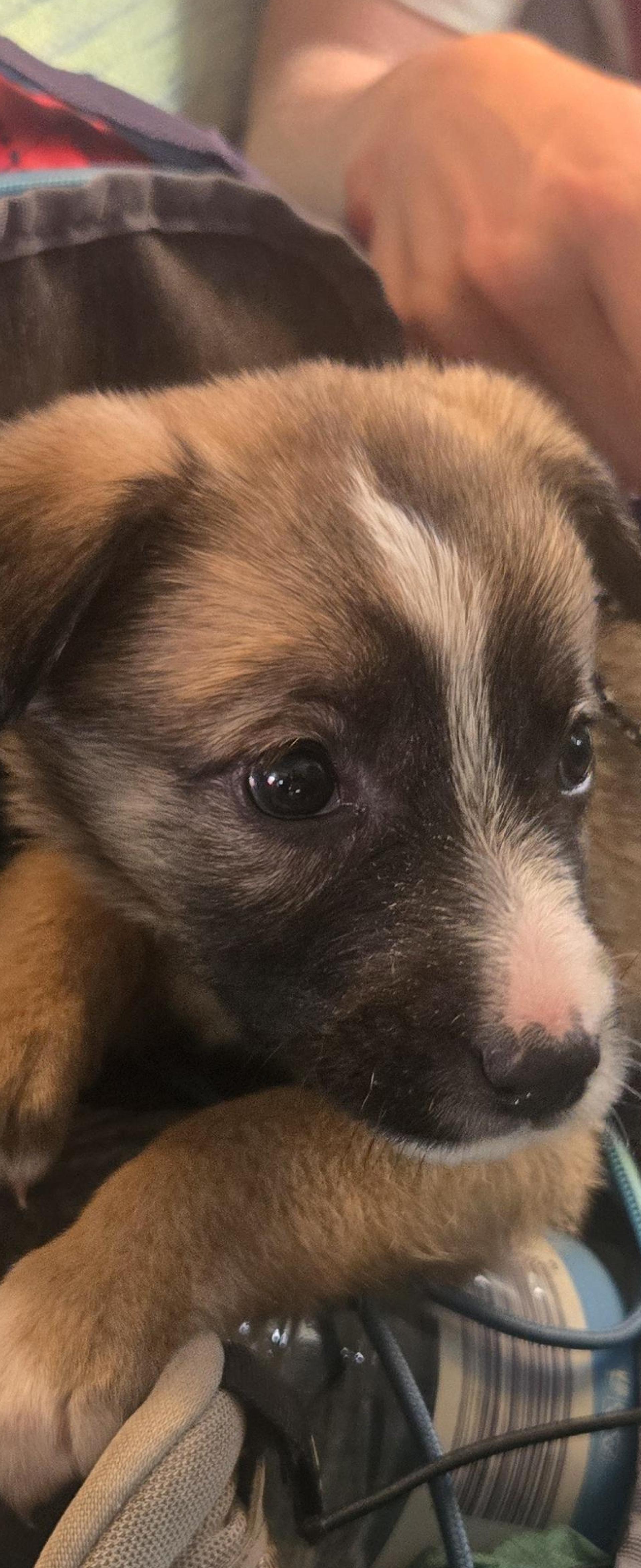 Ein vier Wochen alter Welpe wurde jetzt im Reisezug bei Schirnding sichergestellt. (Symbolbild: Hauptzollamt Regensburg)