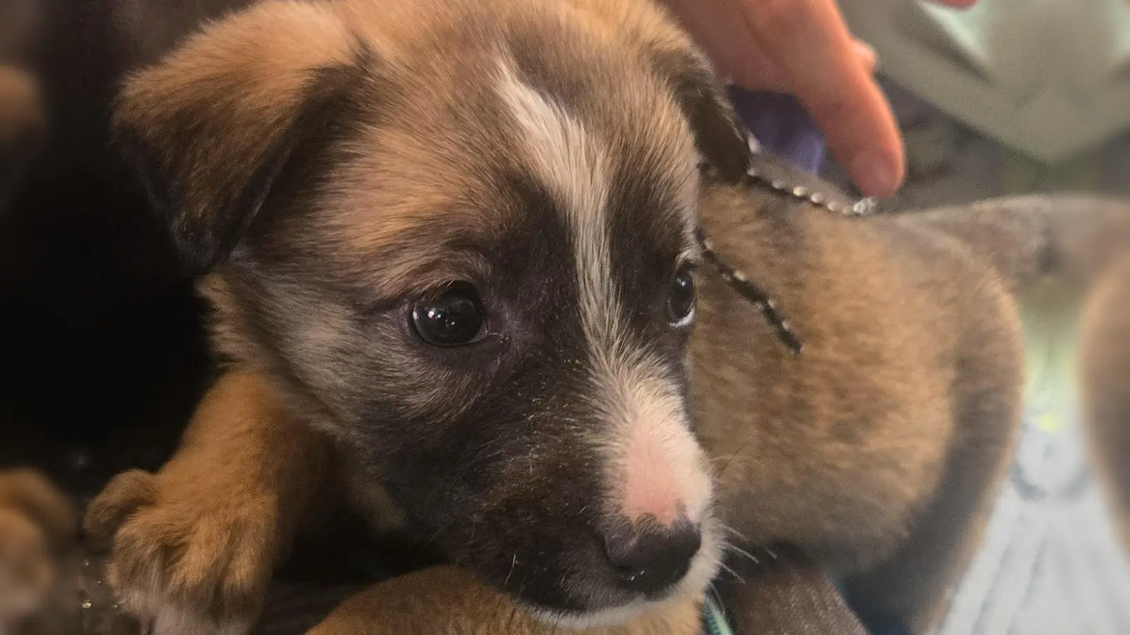 Ein vier Wochen alter Welpe wurde jetzt im Reisezug bei Schirnding sichergestellt. (Symbolbild: Hauptzollamt Regensburg)