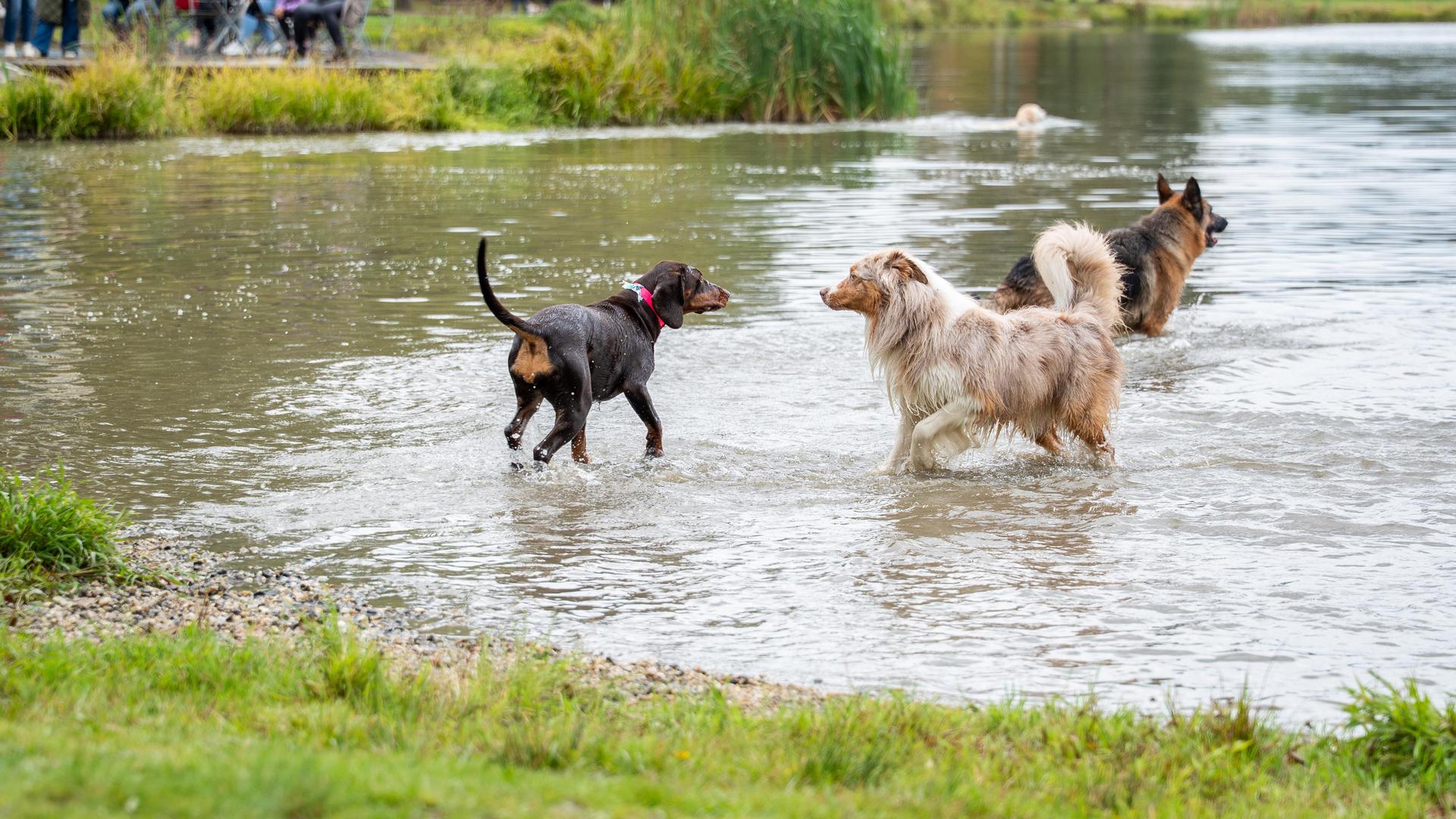 Beim Hundeschwimmen im Schätzlerbad in Weiden hatten die Vierbeiner ihren Spaß. (Bild: Marina Gube)