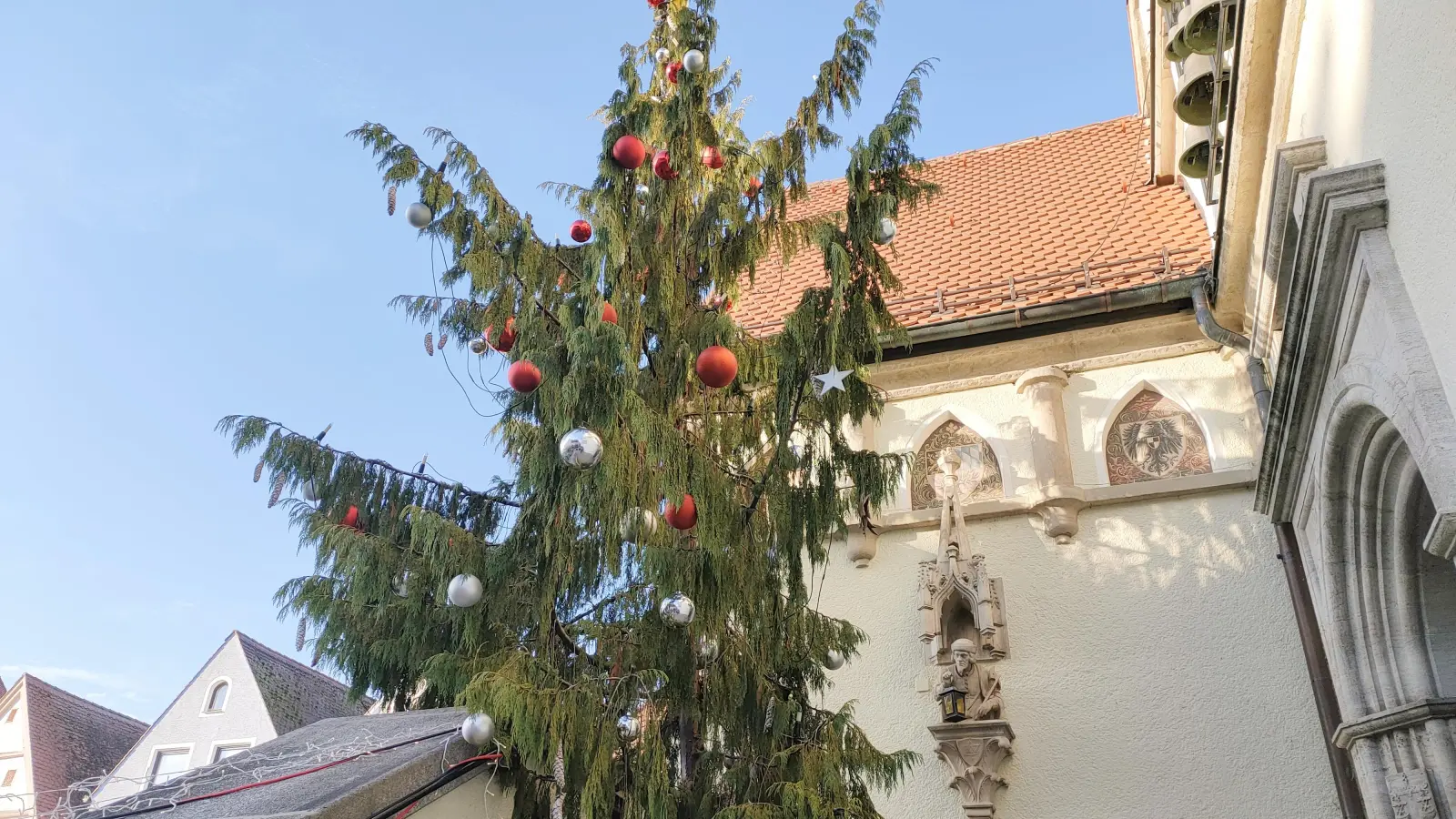 Die Hängezypresse vor dem Alten Rathaus in Weiden (Bild: ald)