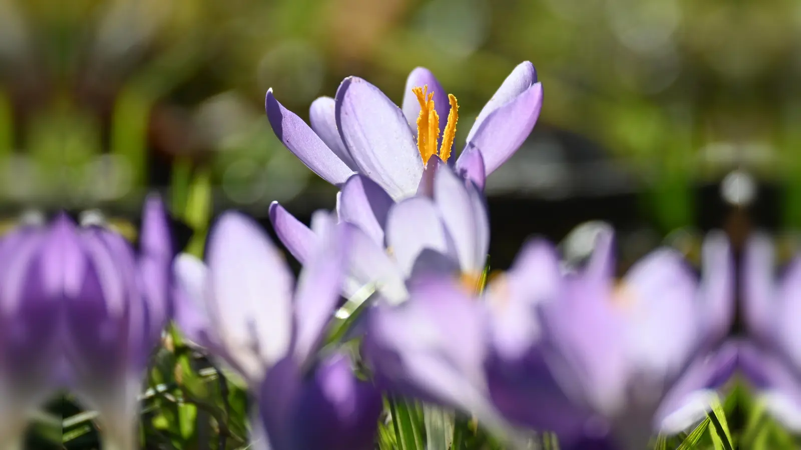 Am 20. März ist Frühlingsanfang. (Symbolbild: Katrin Requadt)