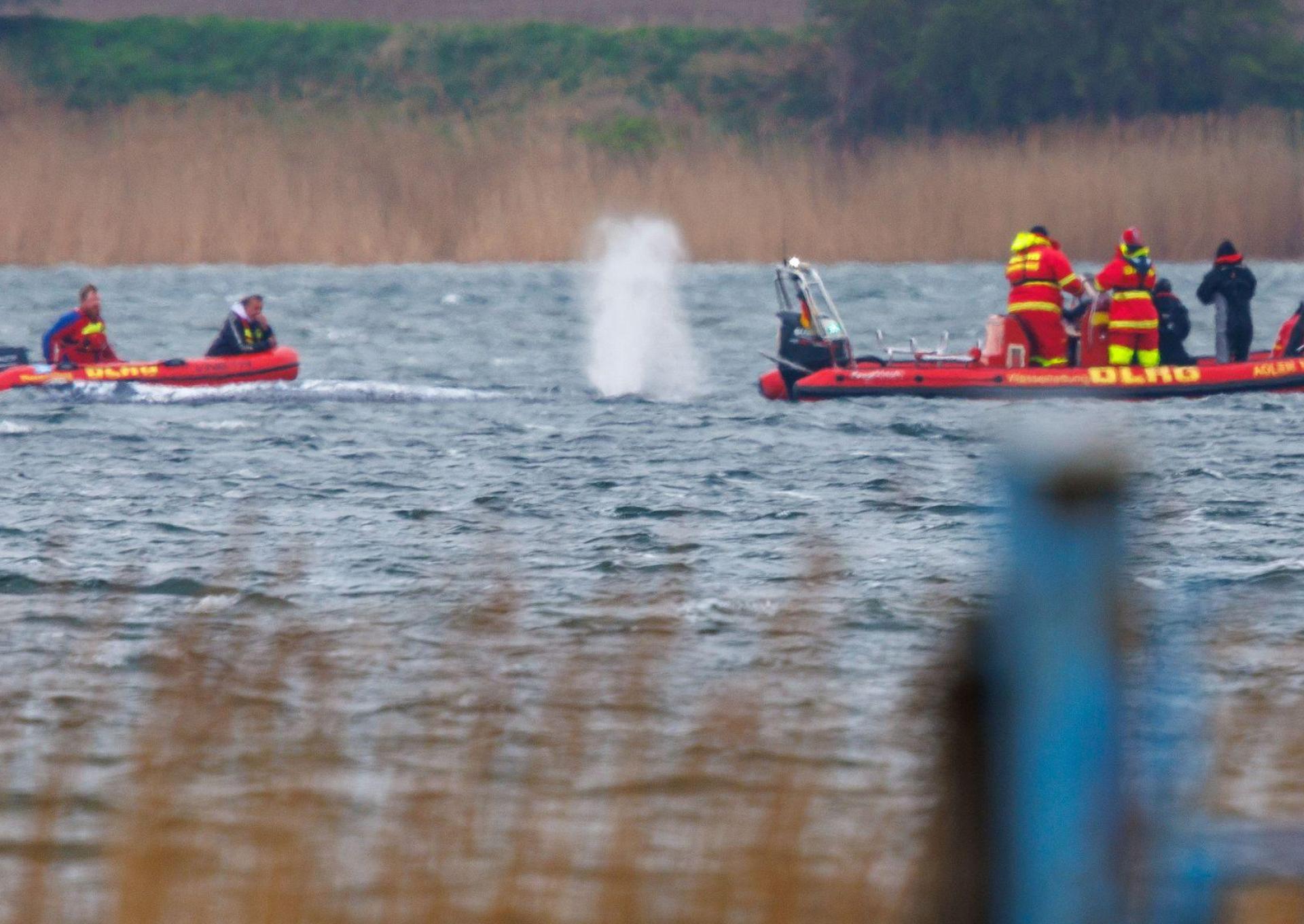 Greenpeace: „Der Stress für das Tier ist enorm.“ (Bild: Jens Büttner/dpa)