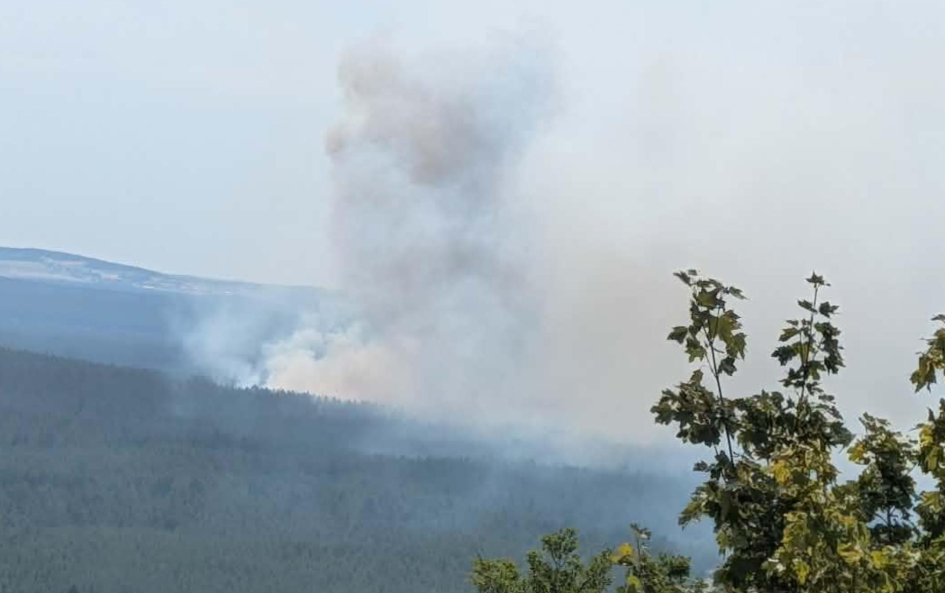 Im Manteler Forst ist am Sonntagmittag ein Feuer ausgebrochen. Rund 300 Kräfte mehrerer Feuerwehren kämpfen gegen die Flammen.  (Bild: Freiwillige Feuerwehr Schwarzenbach )