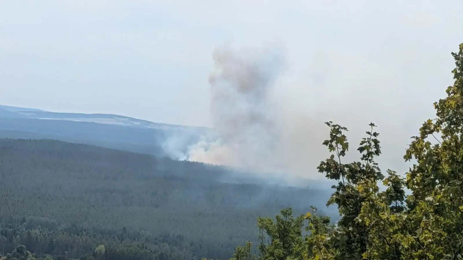 Im Manteler Forst ist am Sonntagmittag ein Feuer ausgebrochen. Rund 300 Kräfte mehrerer Feuerwehren kämpfen gegen die Flammen.  (Bild: Freiwillige Feuerwehr Schwarzenbach )