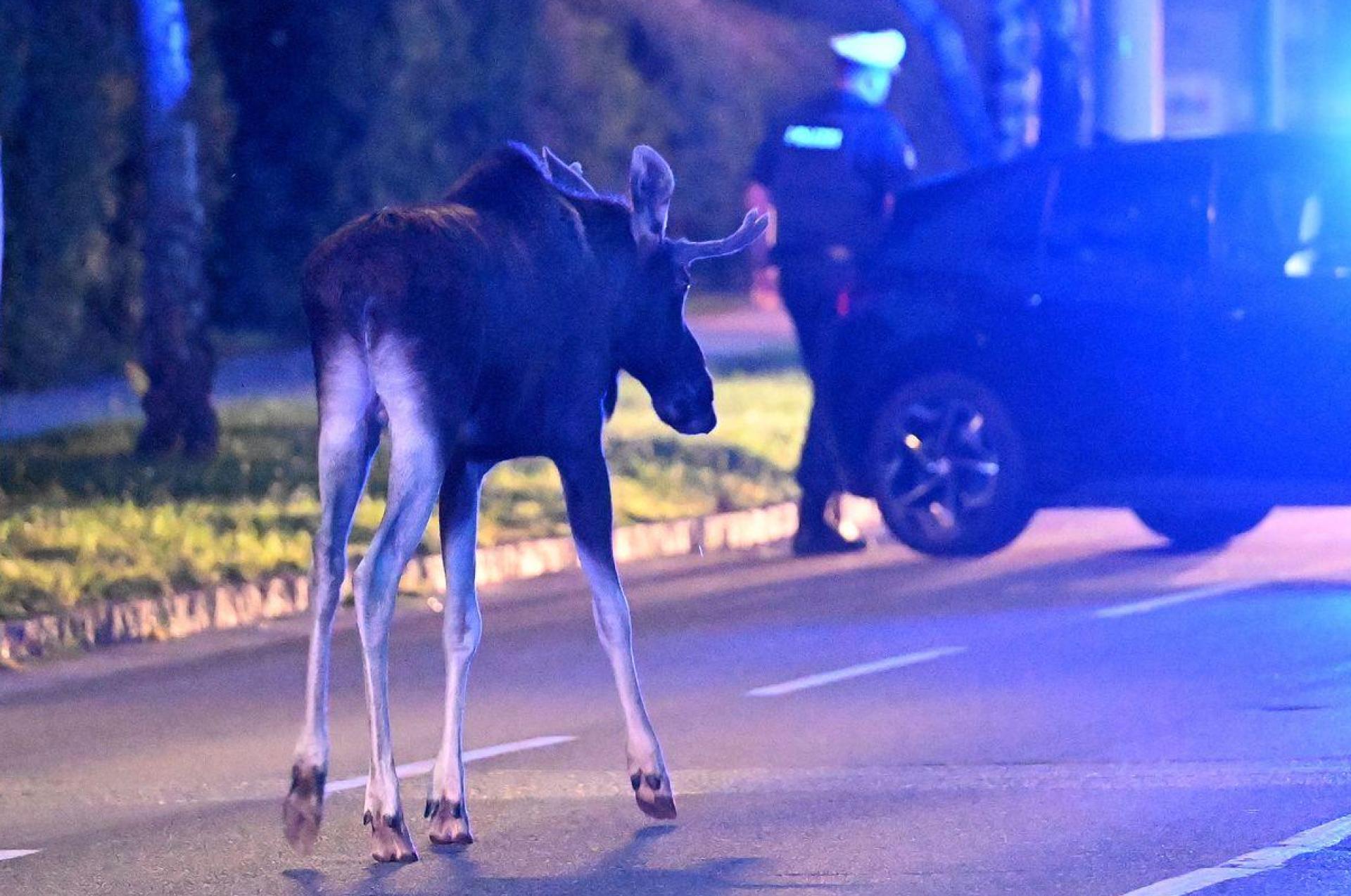 Der Elch hält Polizei und Medien auf Trab.  (Bild: Helmut Fohringer/APA/dpa)