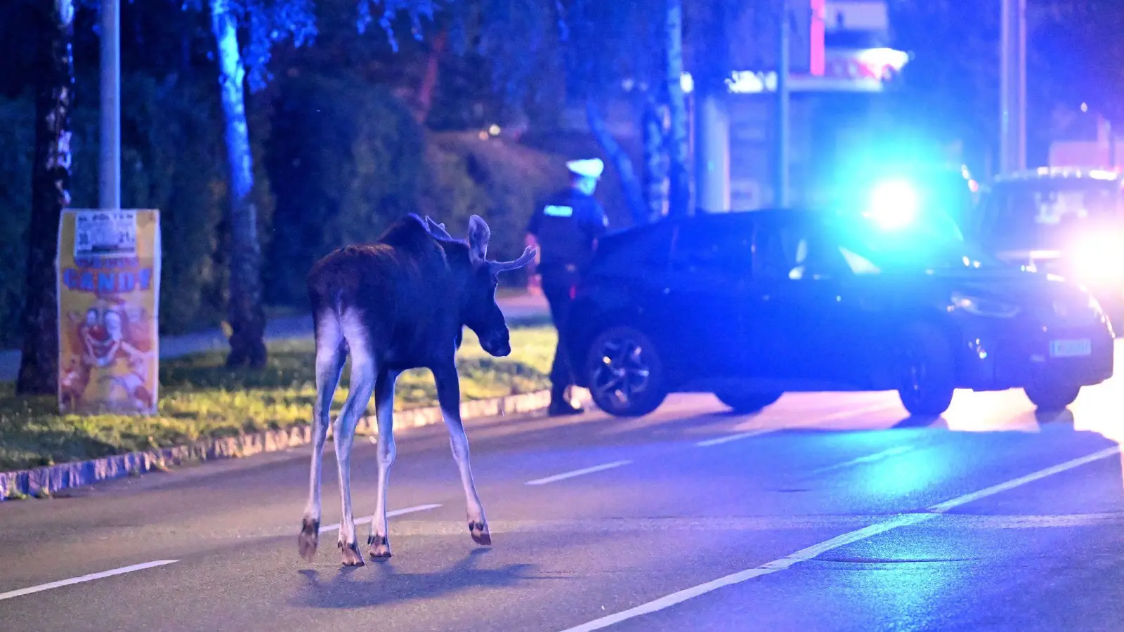 Der Elch hält Polizei und Medien auf Trab.  (Bild: Helmut Fohringer/APA/dpa)