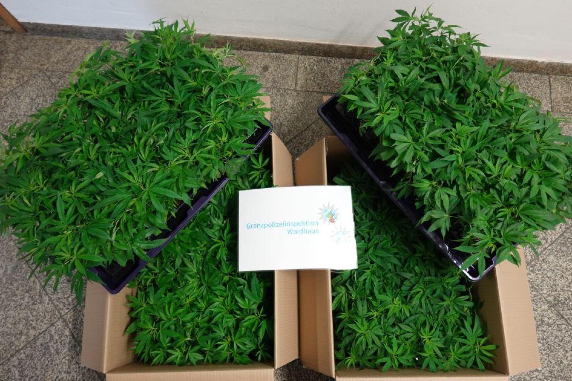 Die sichergestellte Cannabispflanzen. (Bild: Polizei Oberpfalz)