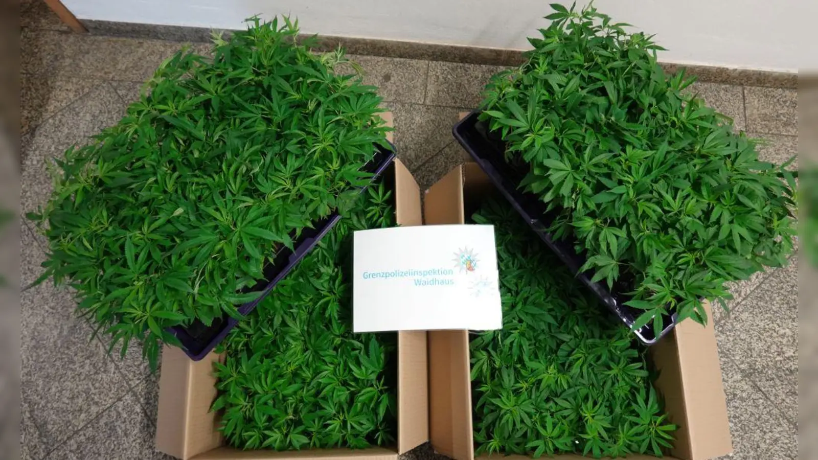 Die sichergestellte Cannabispflanzen. (Bild: Polizei Oberpfalz)